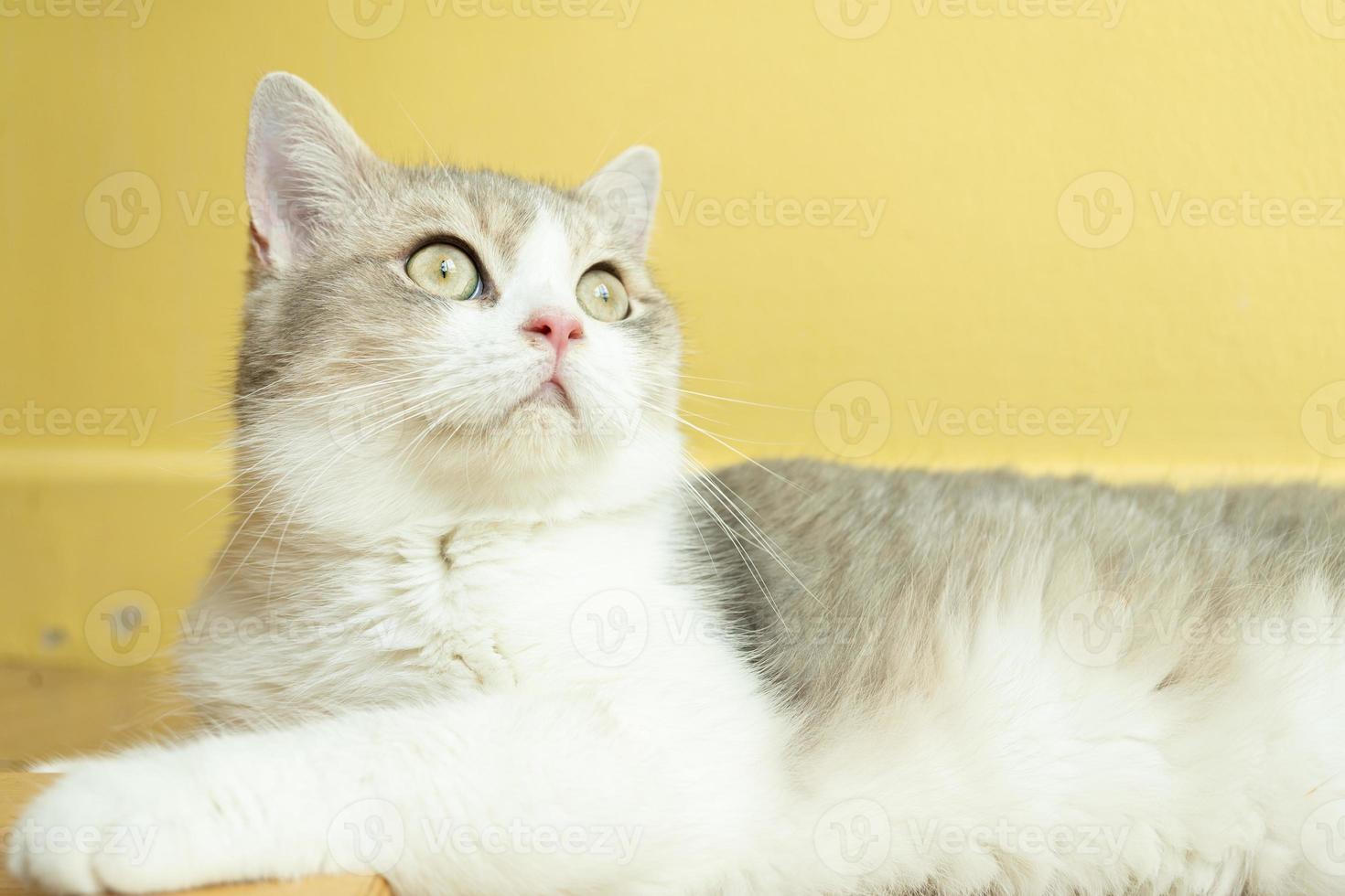 gato bonito olhando ao redor, conceito de animais de estimação, animais domésticos. close-up retrato de gato sentado olhando ao redor foto