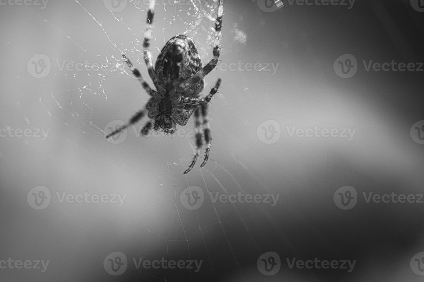 aranha cruzada baleada em preto e branco, em uma teia de aranha, à espreita de presas. borrado foto