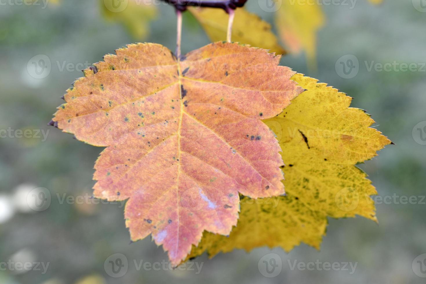 folhas de outono verdes e amarelas vermelhas na árvore. lindas folhas de outono. foto