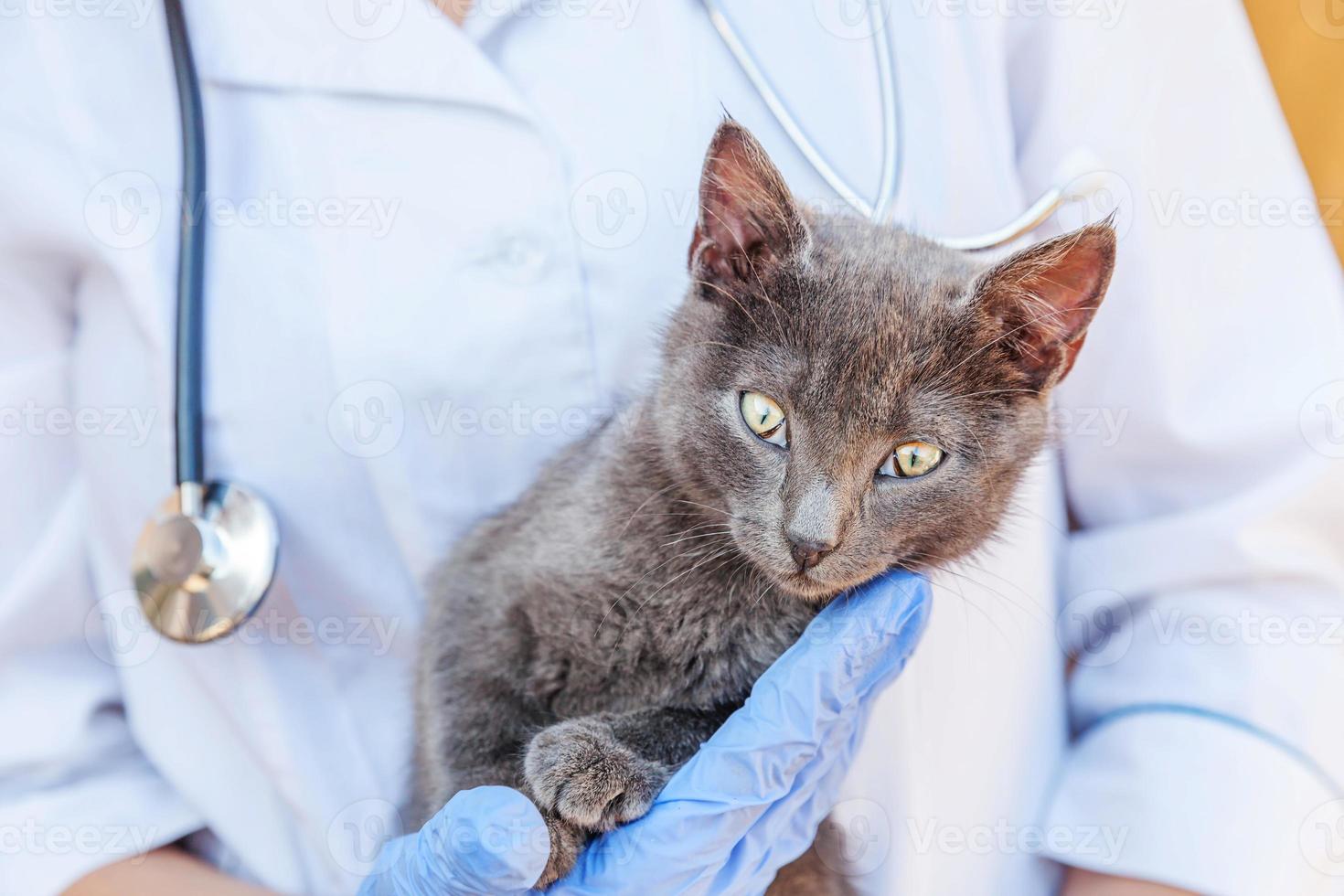 veterinário com estetoscópio segurando e examinando gatinho cinza. close-up de gato jovem recebendo check-up pelas mãos do médico veterinário. cuidados com animais e conceito de tratamento de animais de estimação. foto