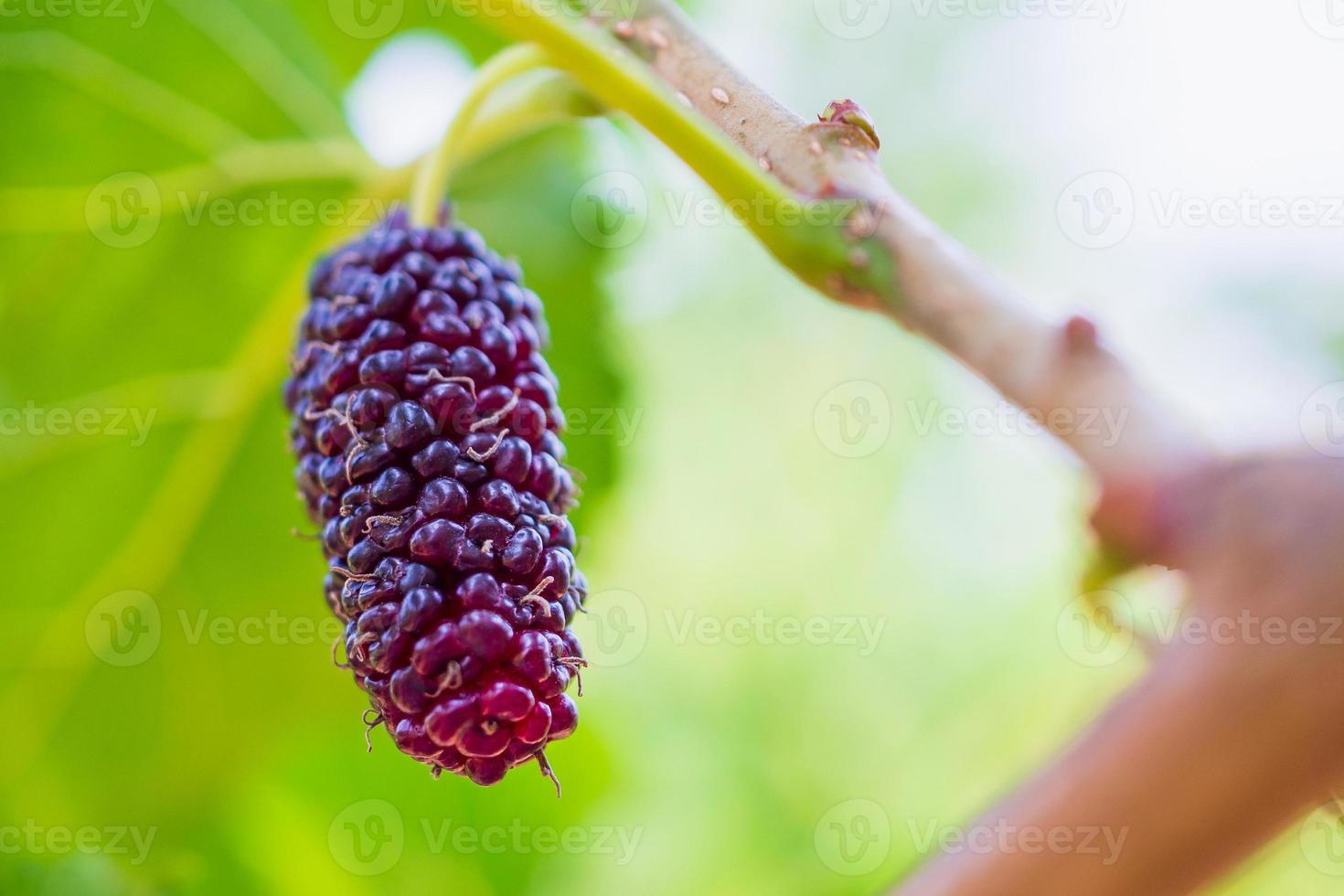 frutas frescas de amora vermelha no galho de árvore foto
