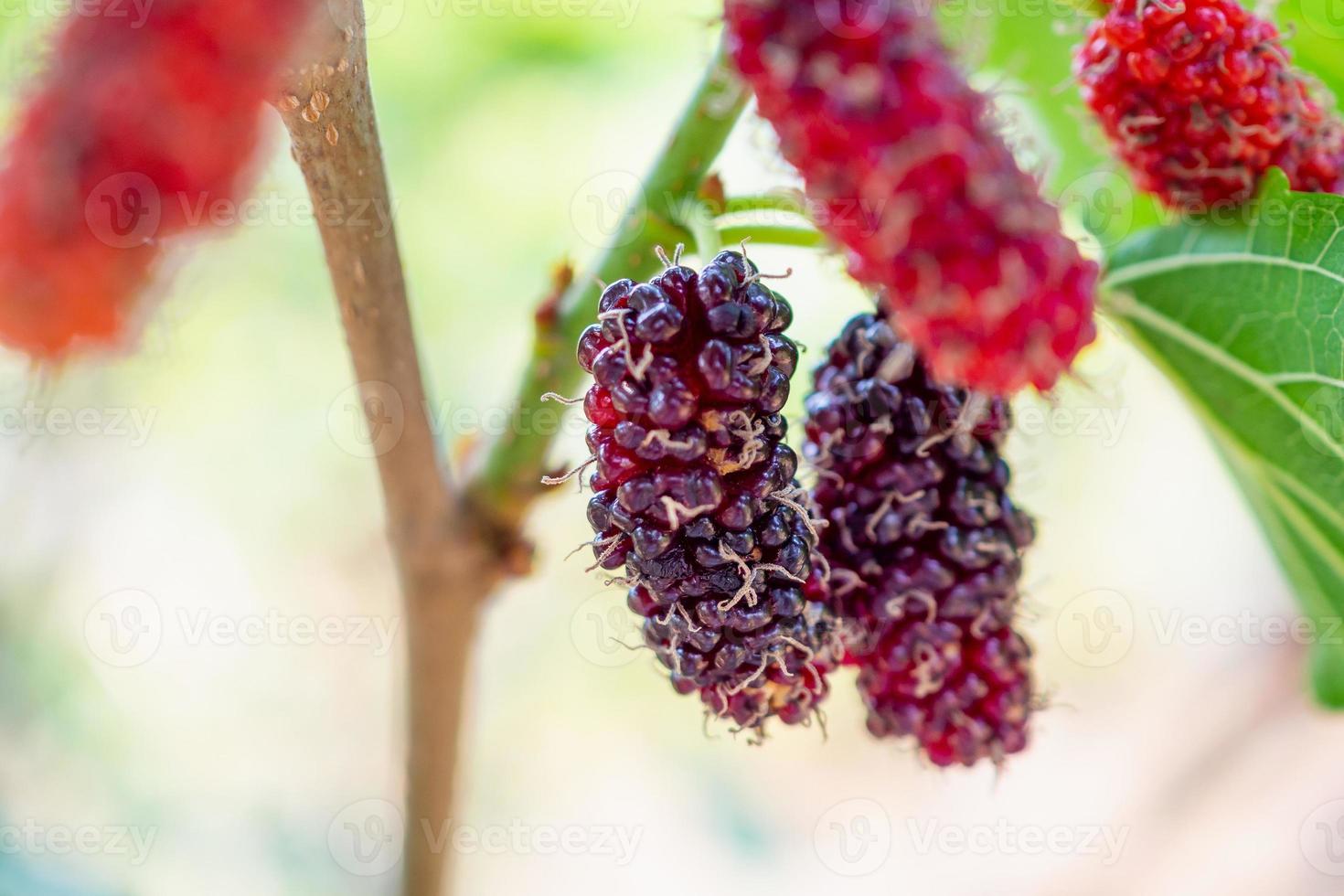 frutas frescas de amora vermelha no galho de árvore foto