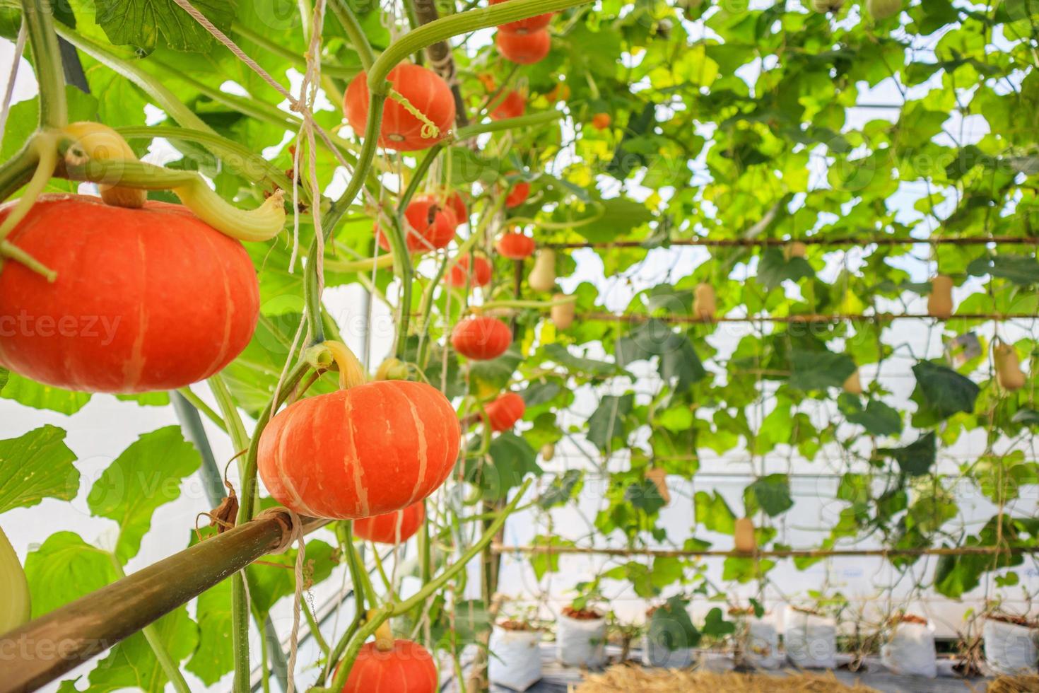 abóboras de laranja frescas crescendo no jardim de estufa orgânica foto