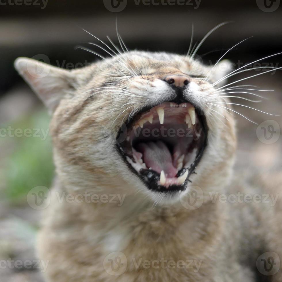 gato doméstico malhado marrom bocejando no quintal verde turva foto