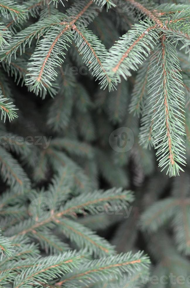 ramos de abeto azul ou espinhoso picea pungens fecham ao ar livre foto