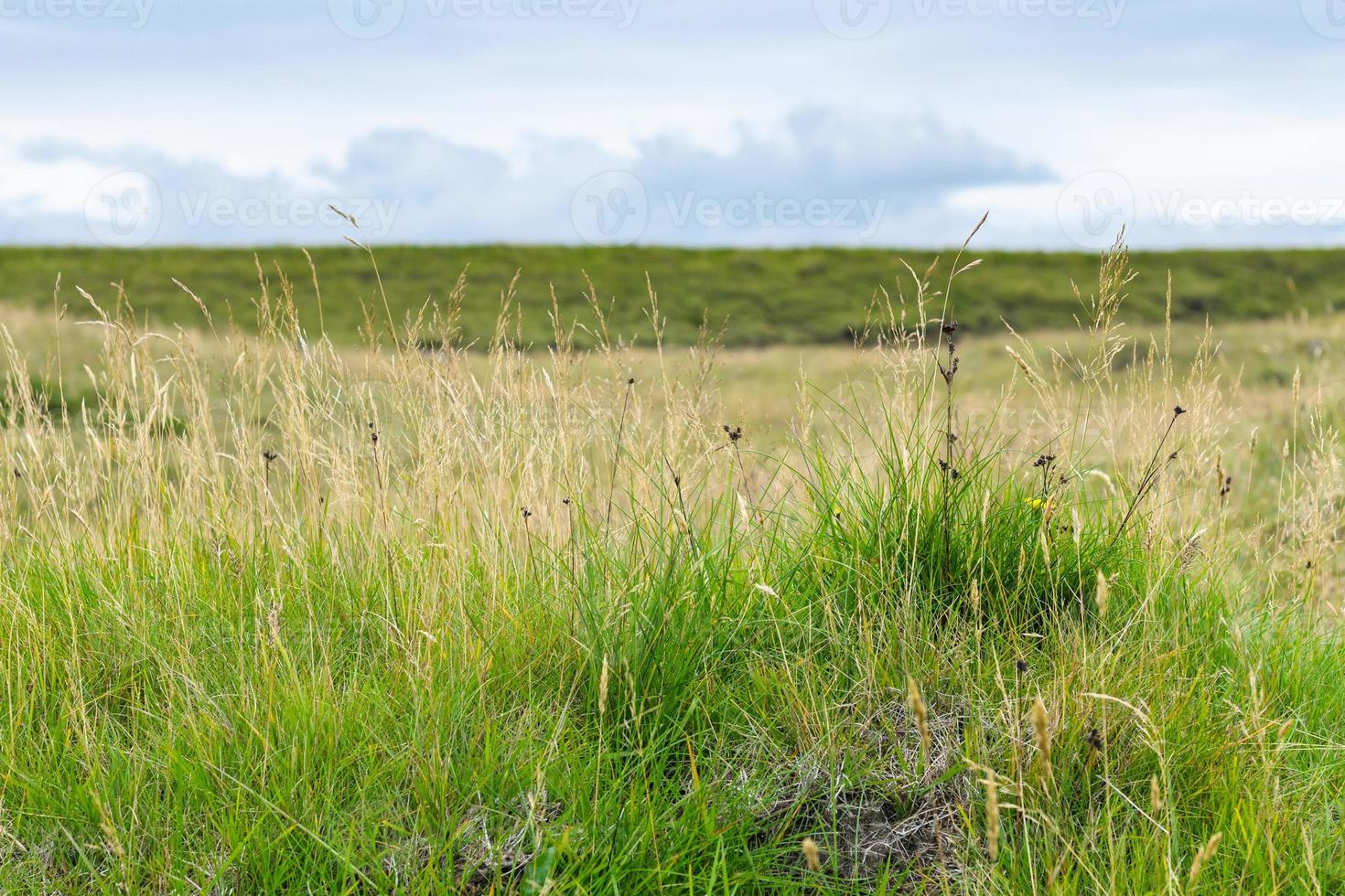 grama verde na superfície do promontório de dyrholaey foto