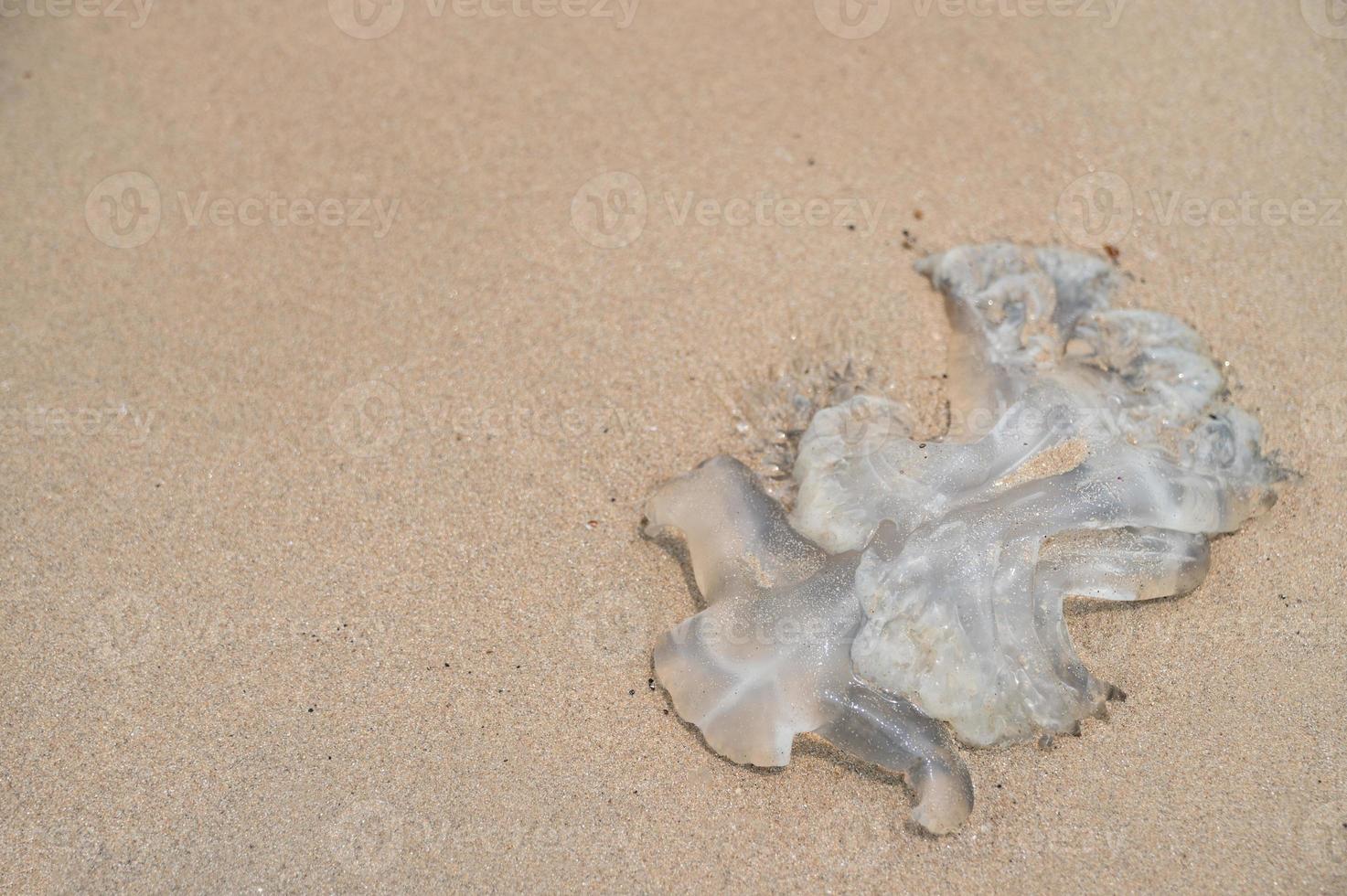 morreu água-viva na praia de areia. foto