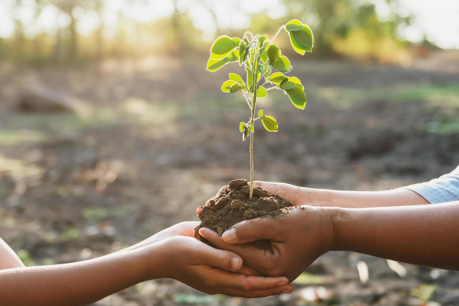 mãos segurando uma planta jovem foto