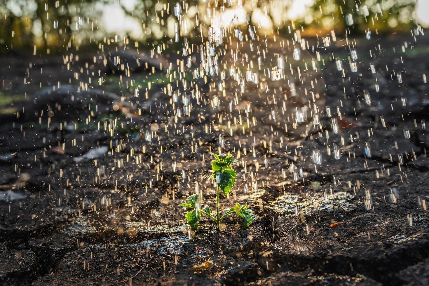 pequena planta na chuva foto