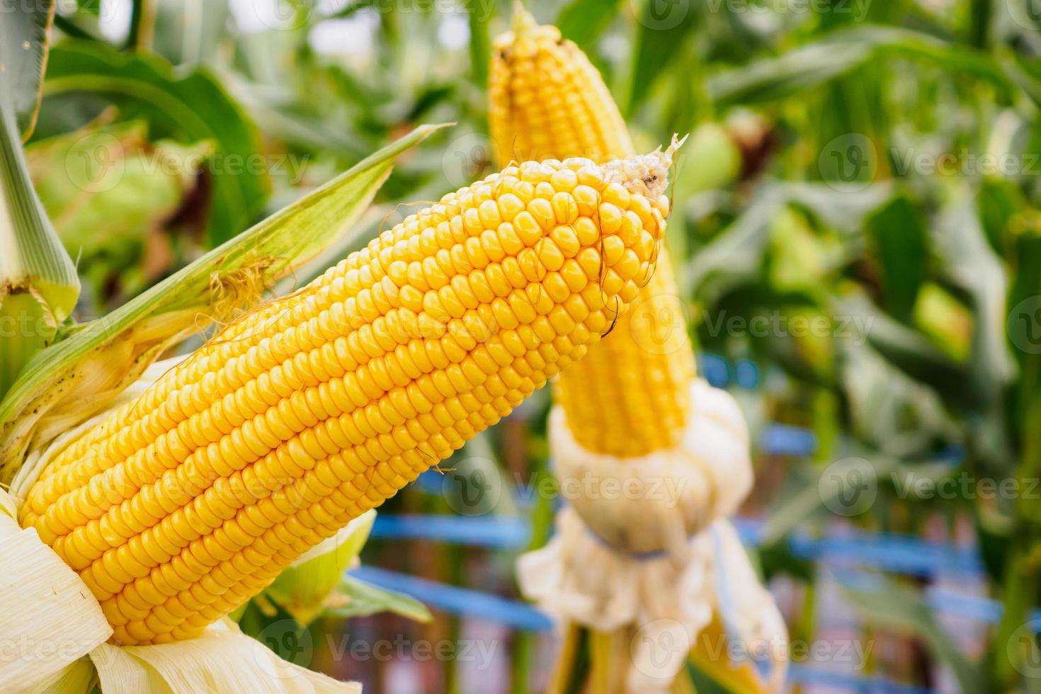 espiga de milho com crescimento de folhas verdes no campo de agricultura ao ar livre foto