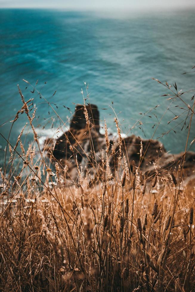 grama de trigo marrom no penhasco foto