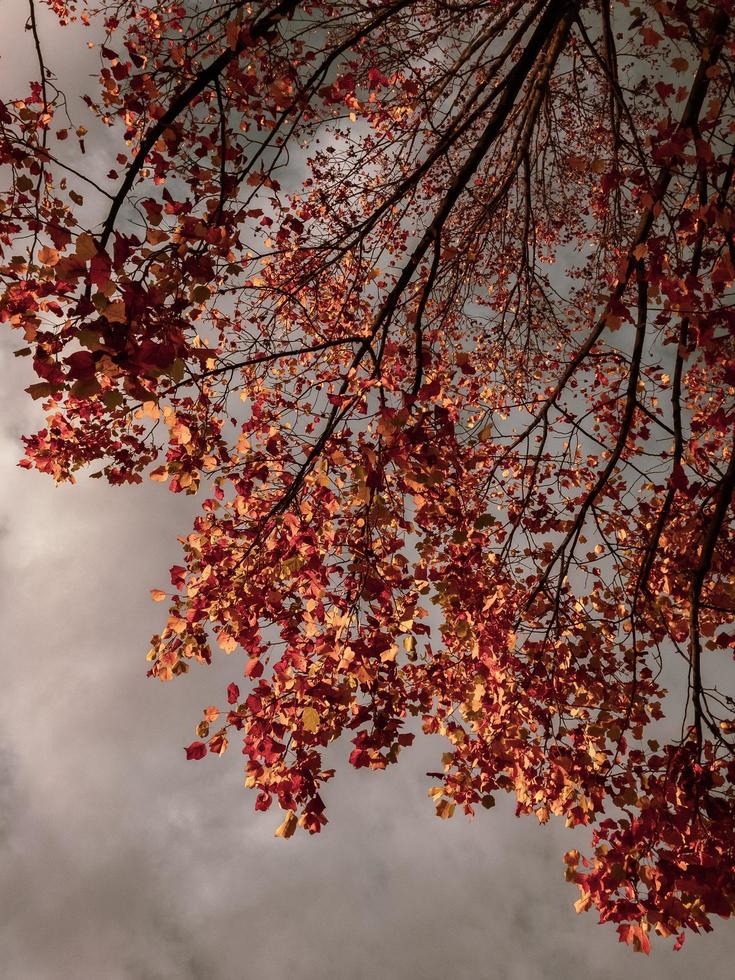 folhas marrons em um dia de outono foto