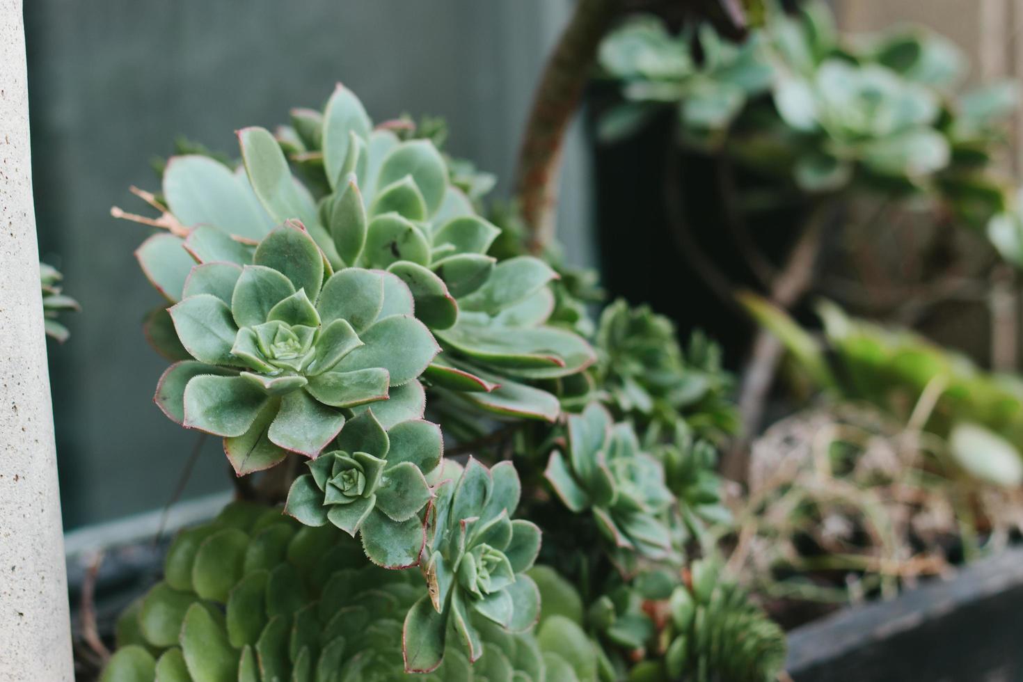 plantas suculentas verdes foto