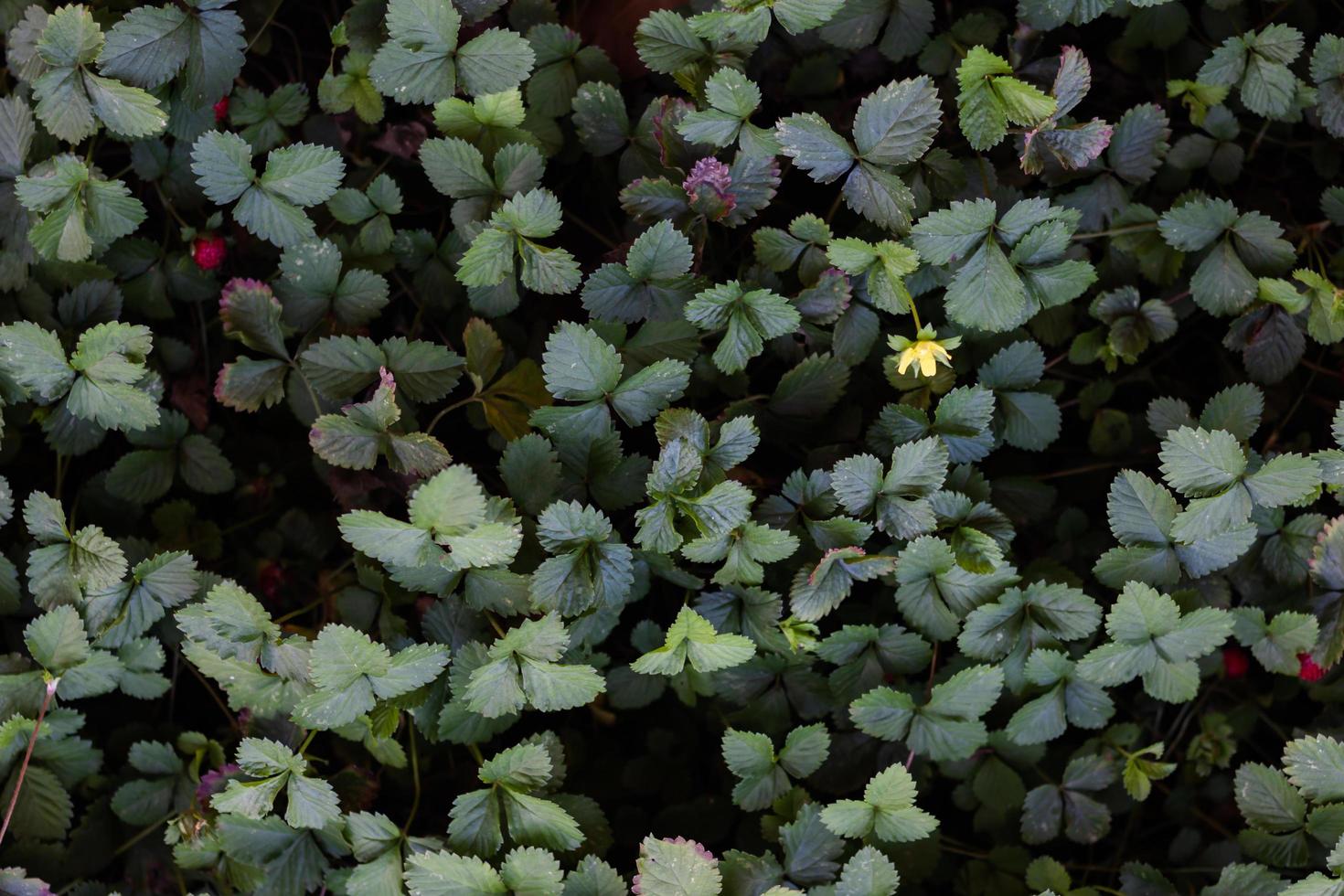 folhas verdes e flores brotando foto