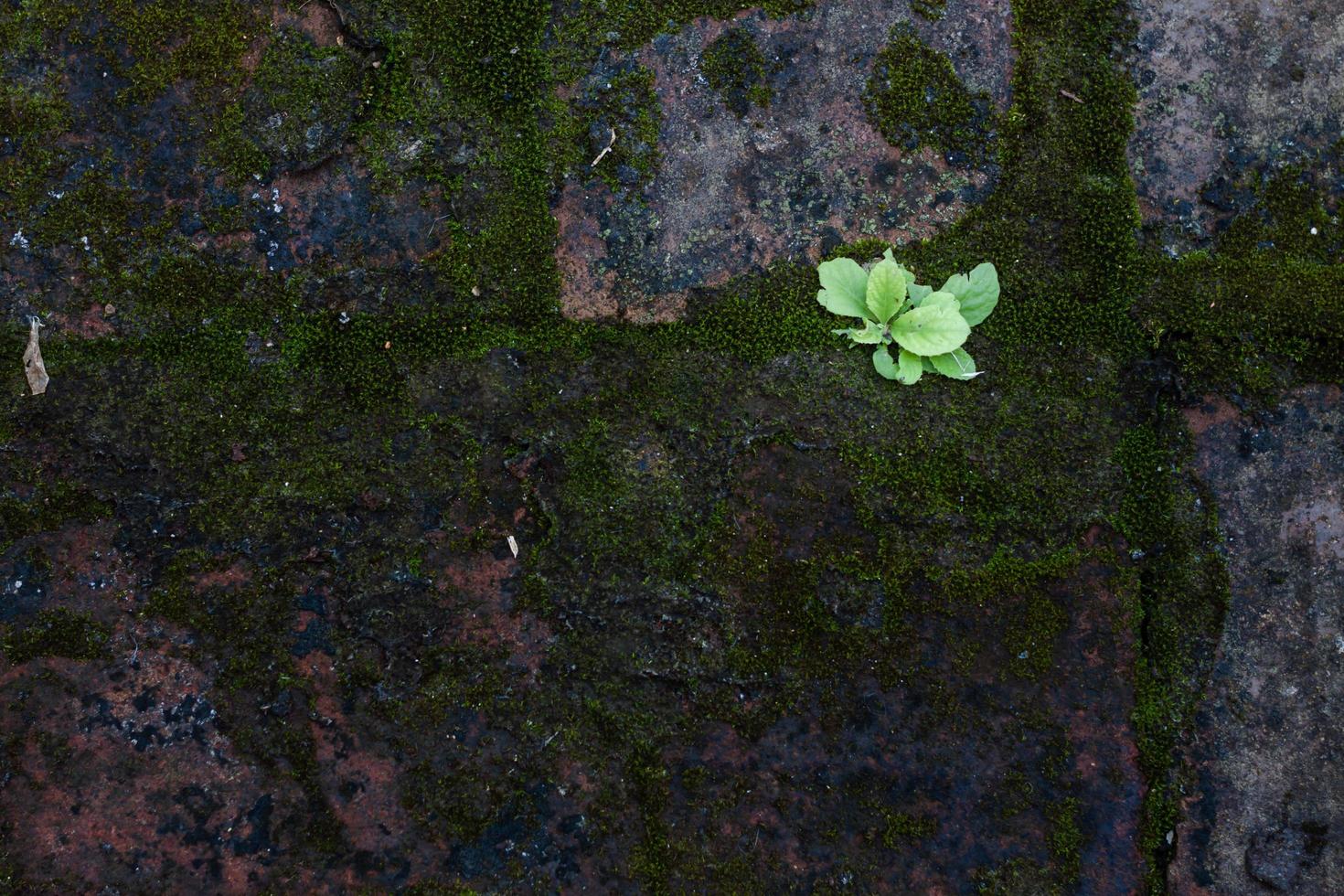 musgo verde na parede externa foto