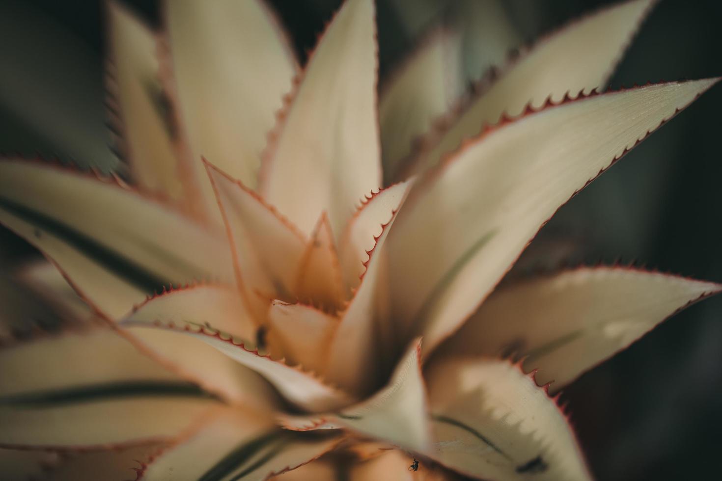 fotografia de foco raso de planta branca foto