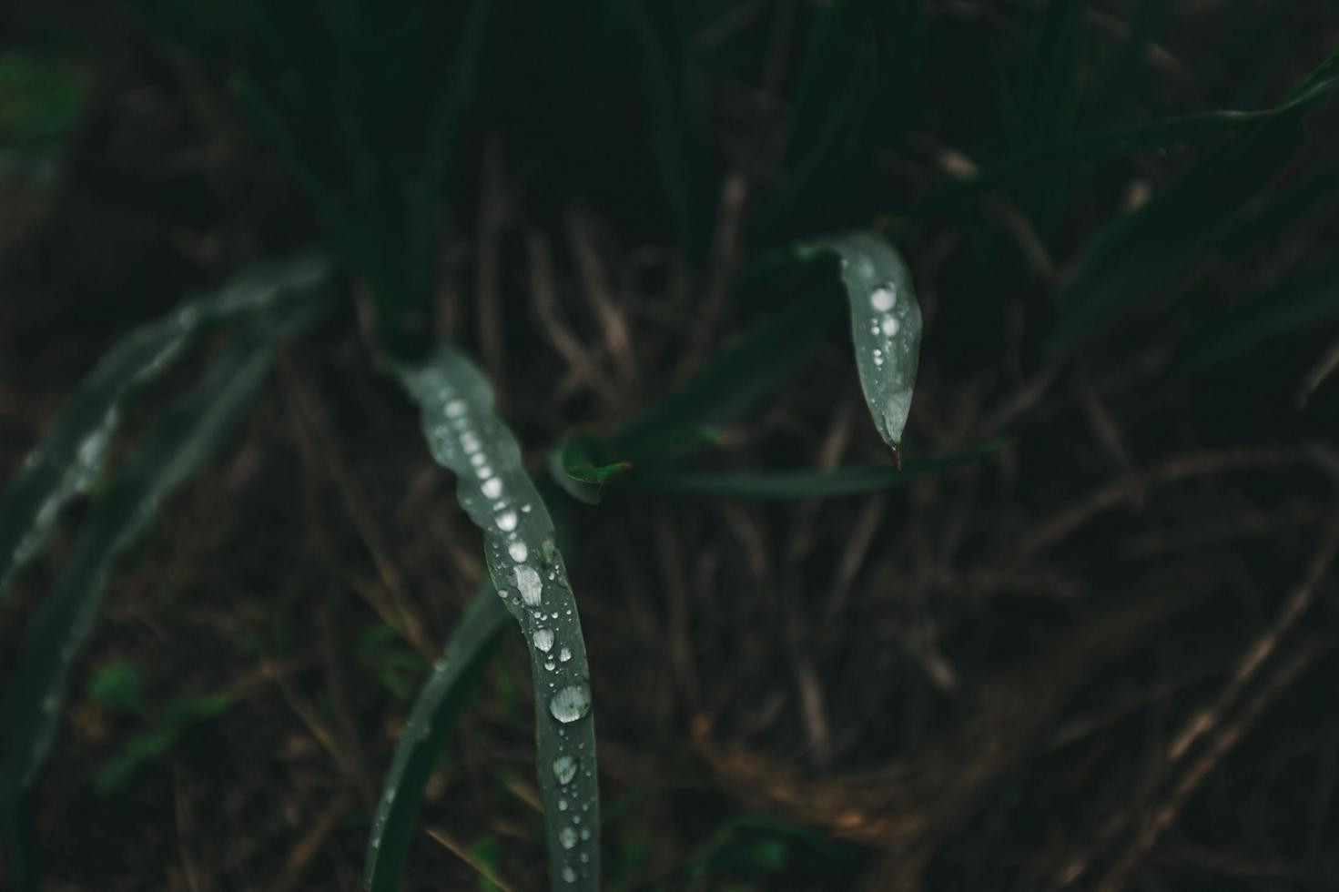 gotas de água na planta verde foto