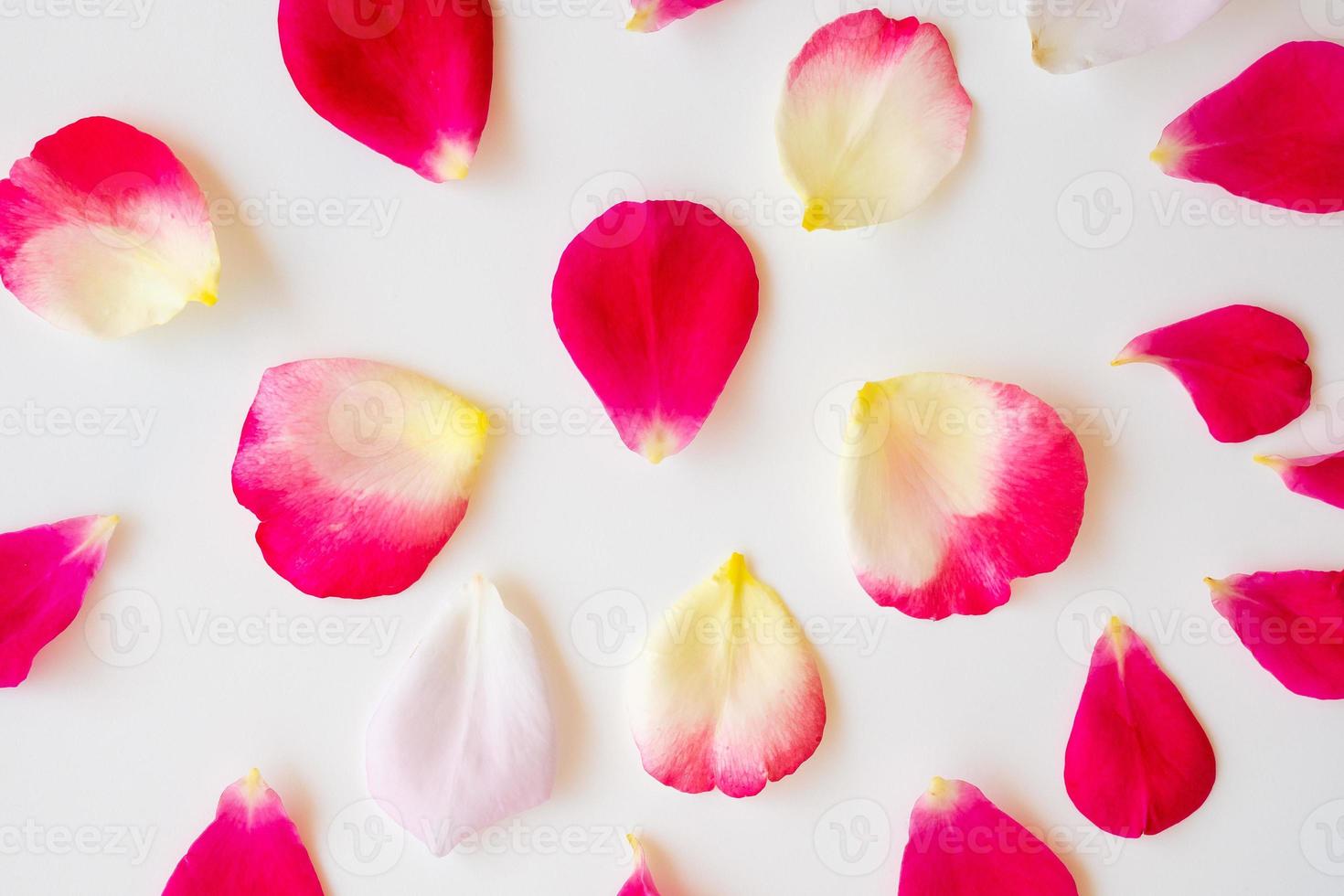 pétalas de rosa vermelhas em fundo branco foto