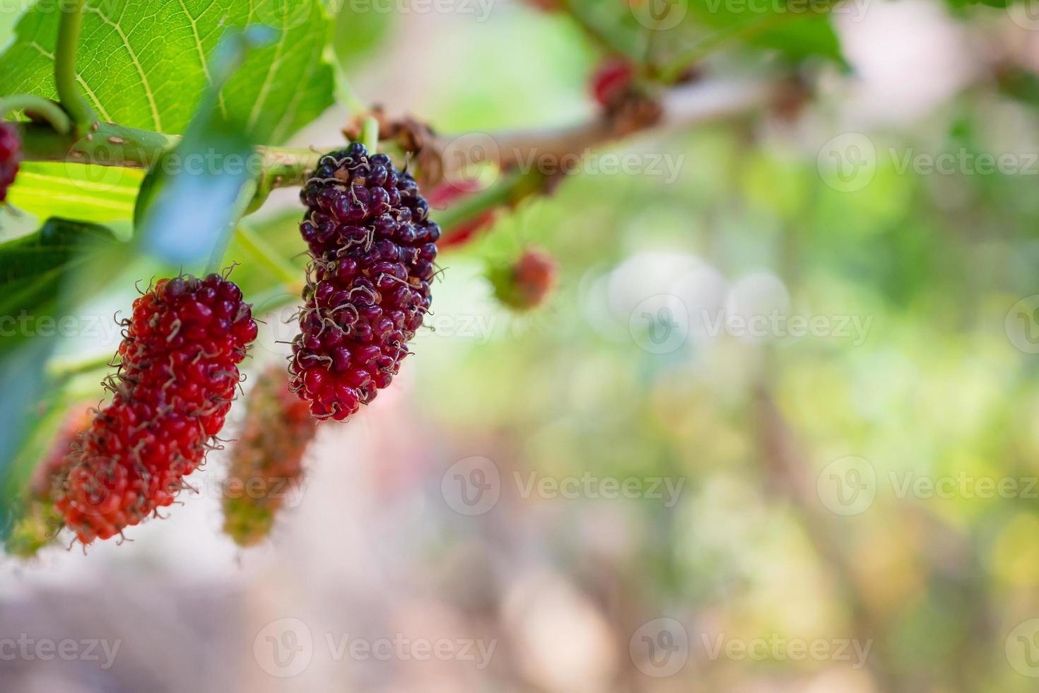 frutas frescas de amora vermelha no galho de árvore foto