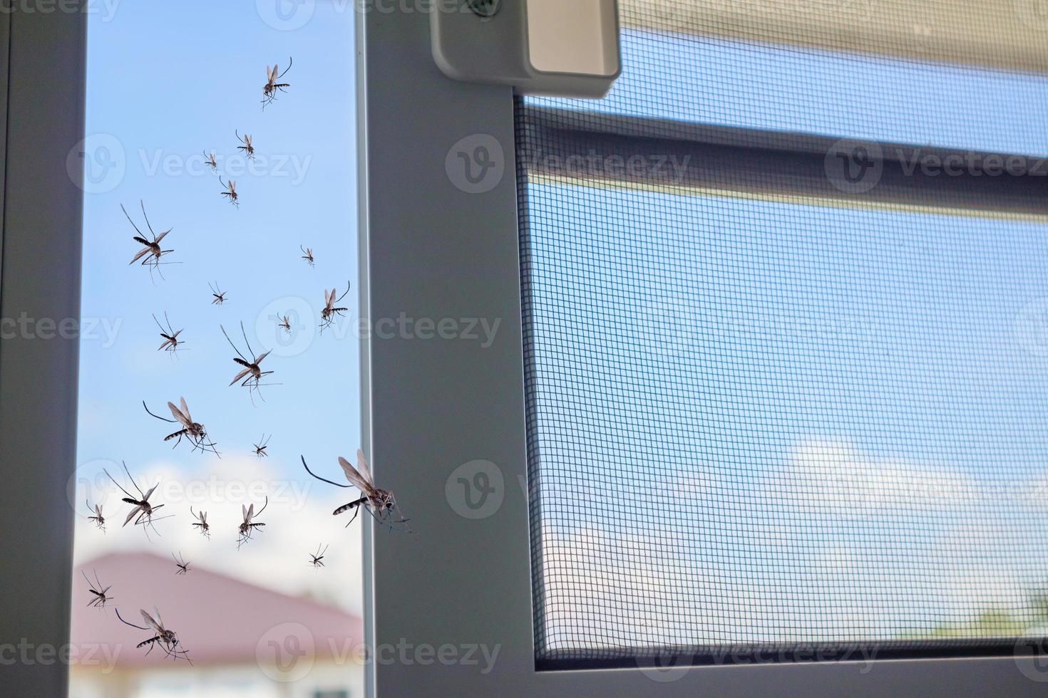 muitos mosquitos voando para a casa enquanto a rede de insetos foi aberta foto