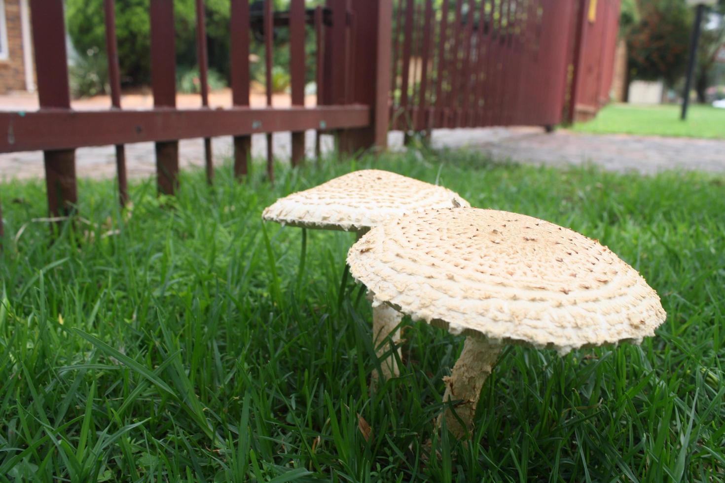 cogumelos na grama foto