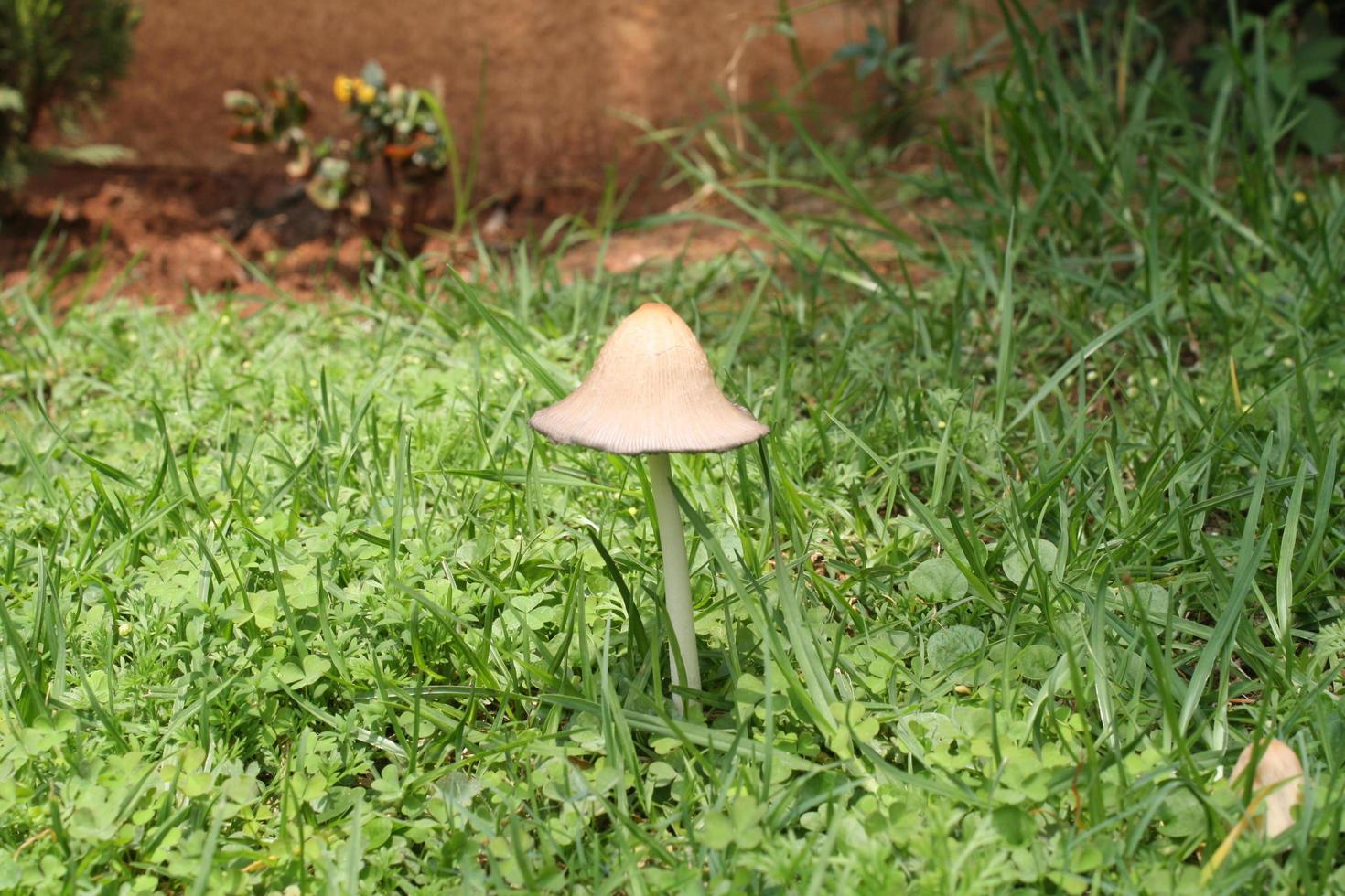 cogumelos na grama foto