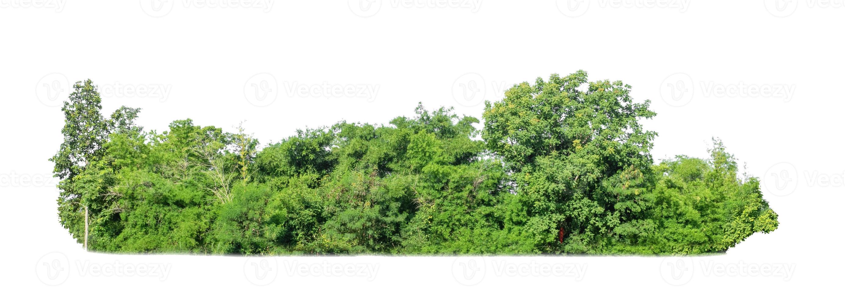 árvores verdes isoladas no fundo branco. são floresta e folhagem no verão para impressão e páginas da web foto