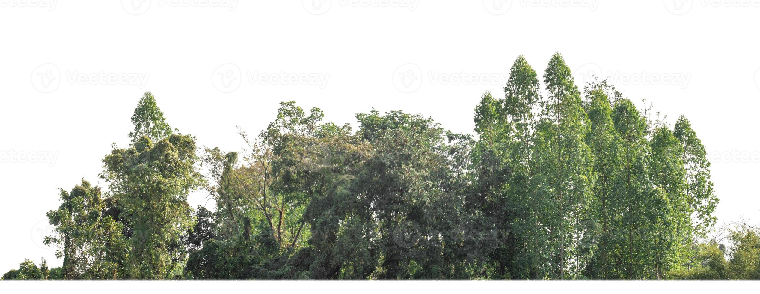 árvores verdes isoladas em fundo branco são floresta e folhagem no verão para impressão e páginas da web com caminho de corte e canal alfa foto