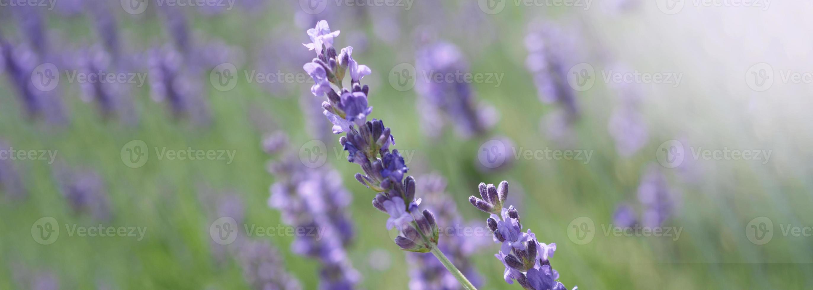 campos de lavanda florescem em hokkaido japão para relaxar no verão ou na primavera. foto