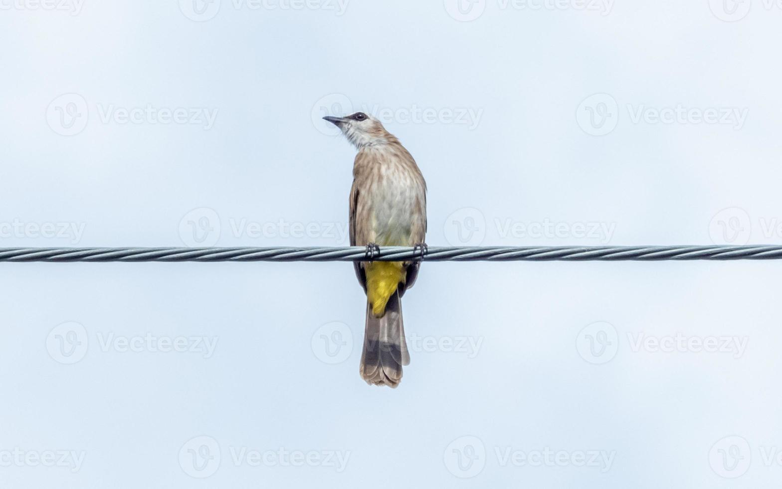 bulbul ventilado amarelo empoleirado no fio no jardim foto