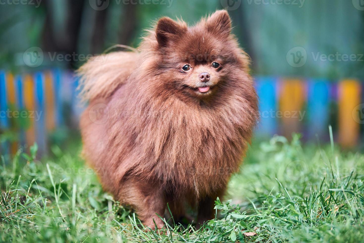 cão marrom spitz pomeranian no jardim foto