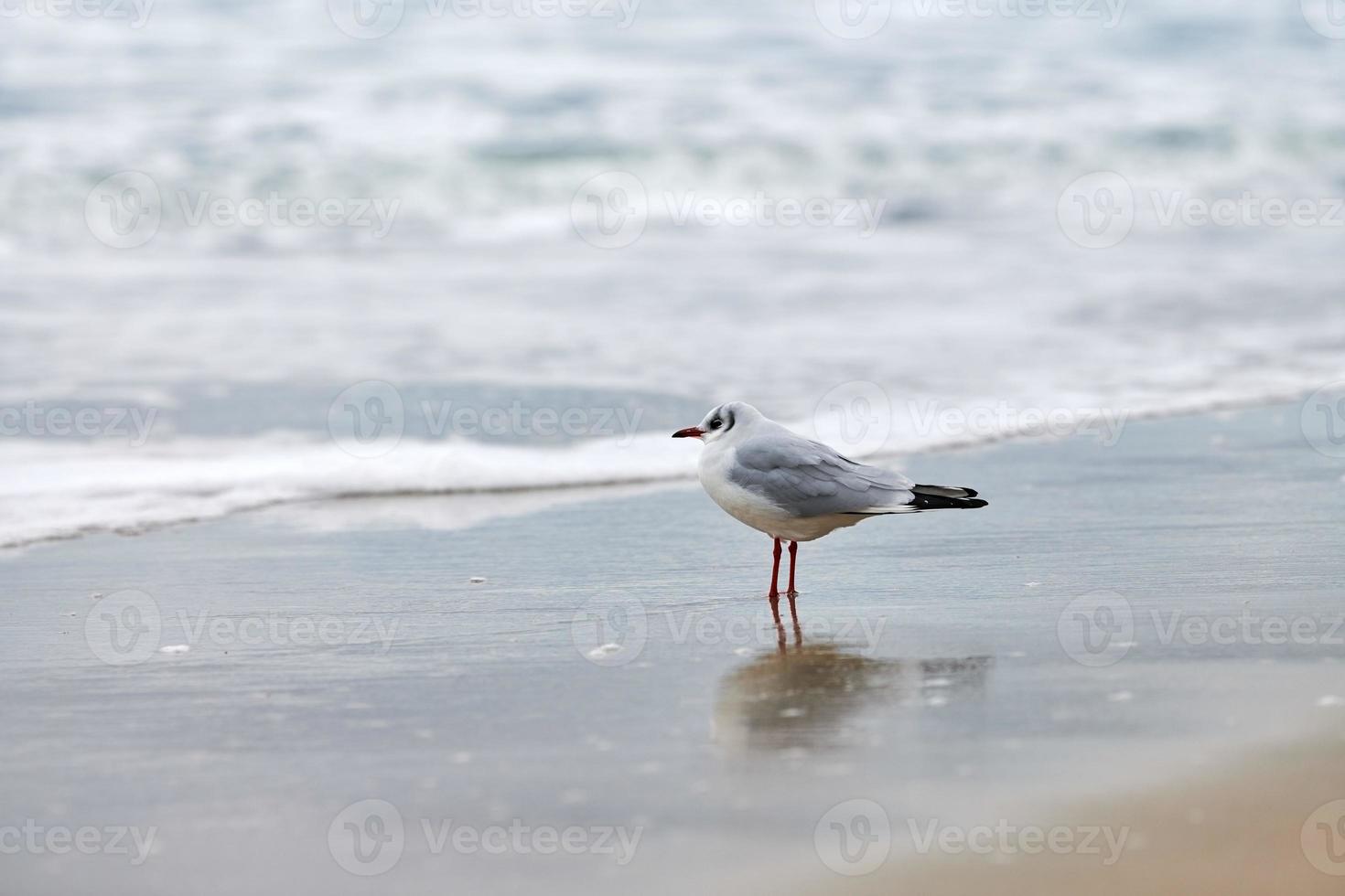 gaivota de cabeça preta na praia, mar e fundo de areia foto