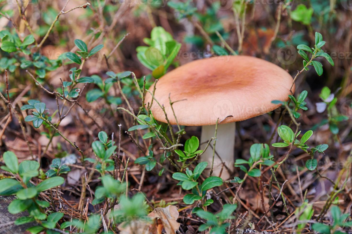 cogumelo russula na floresta. lindo pequeno fungo comestível. coleta sazonal de cogumelos comestíveis foto