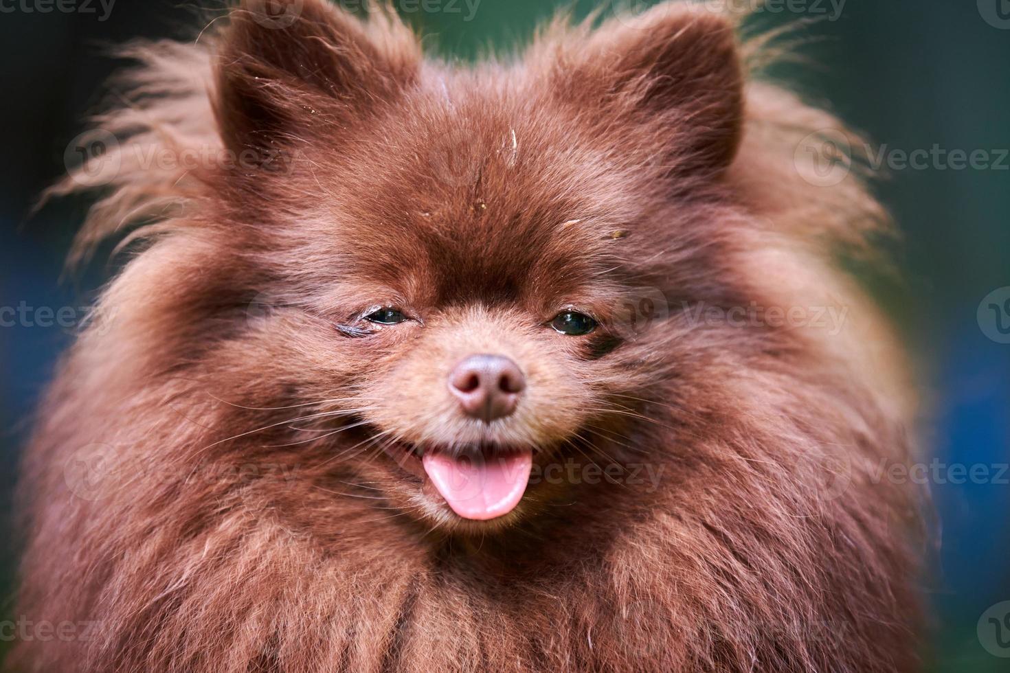 cão spitz pomeranian no jardim, fechar o retrato do rosto foto