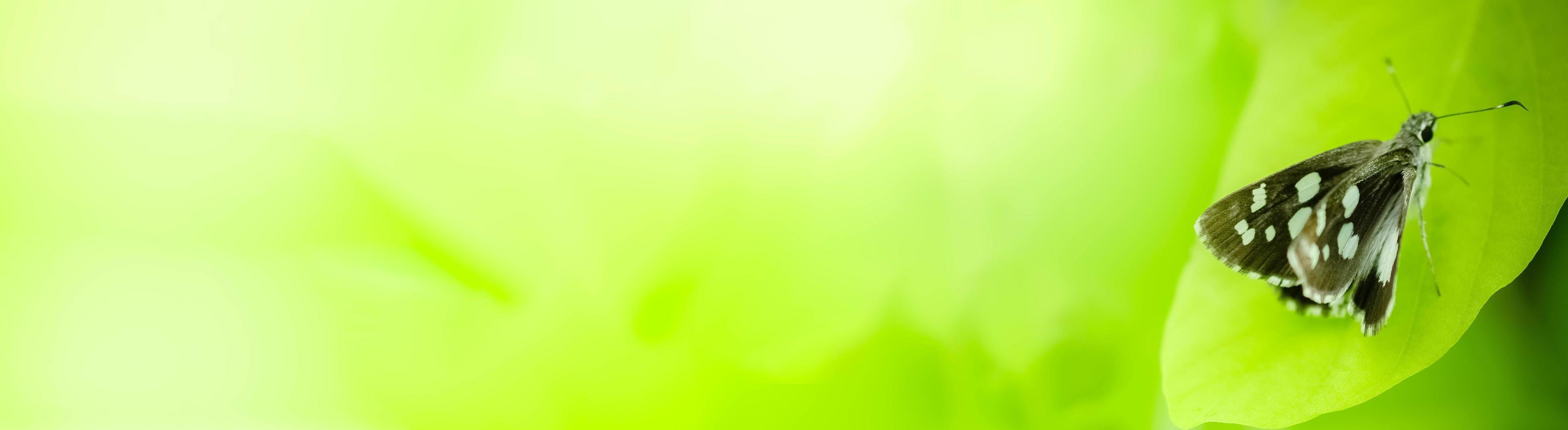 Feche a natureza da borboleta de folha verde sobre fundo desfocado de vegetação no jardim. folhas verdes naturais plantas usadas como capa de primavera verde ambiente ecologia papel de parede verde limão foto