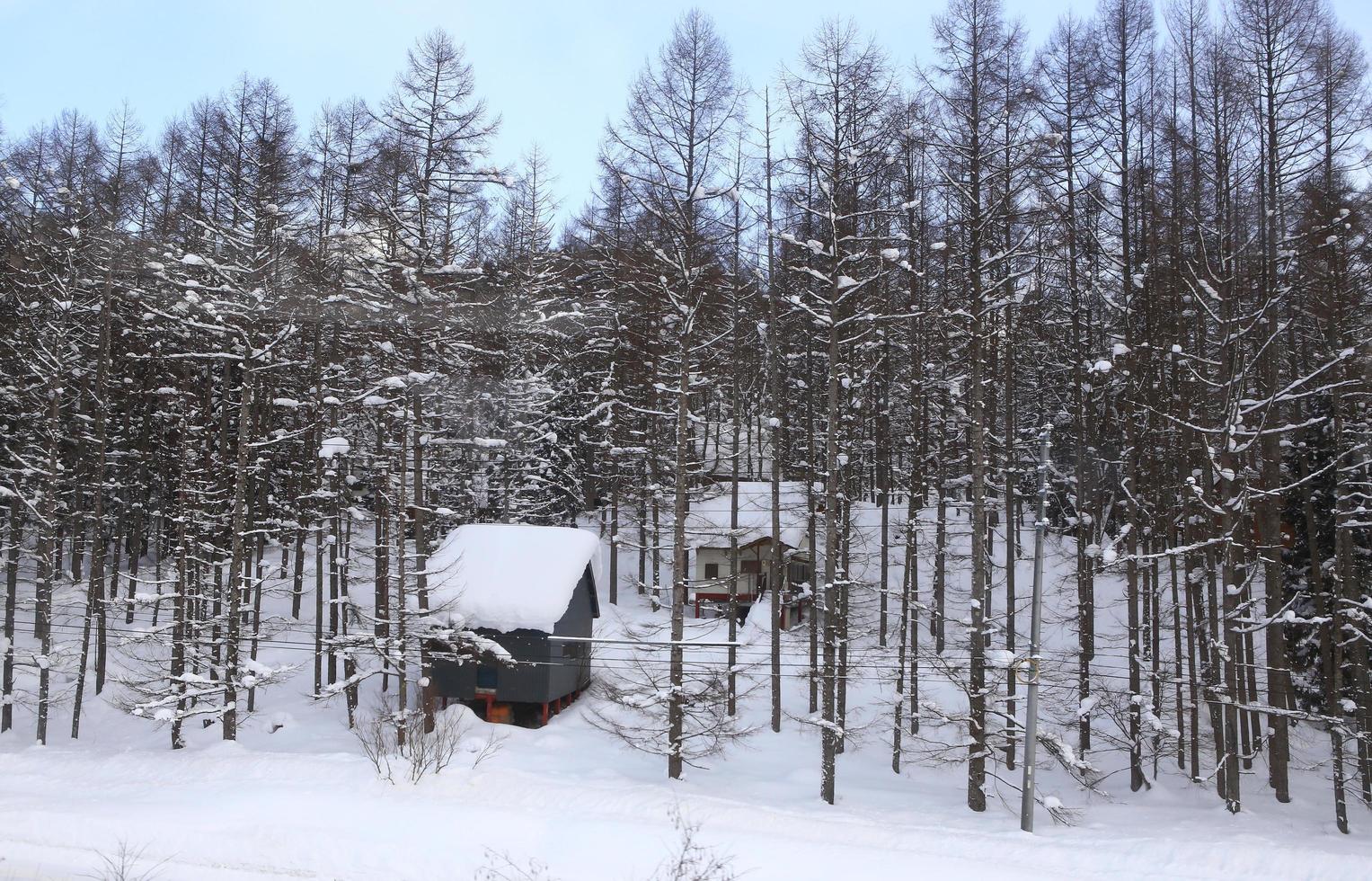 casas cobertas de neve foto