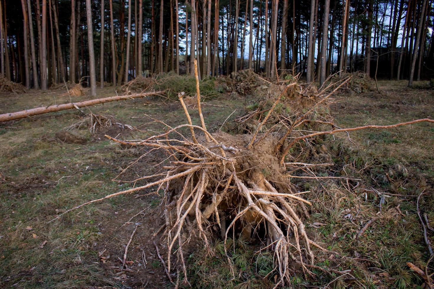 árvores caídas e raízes retorcidas após uma tempestade. foto