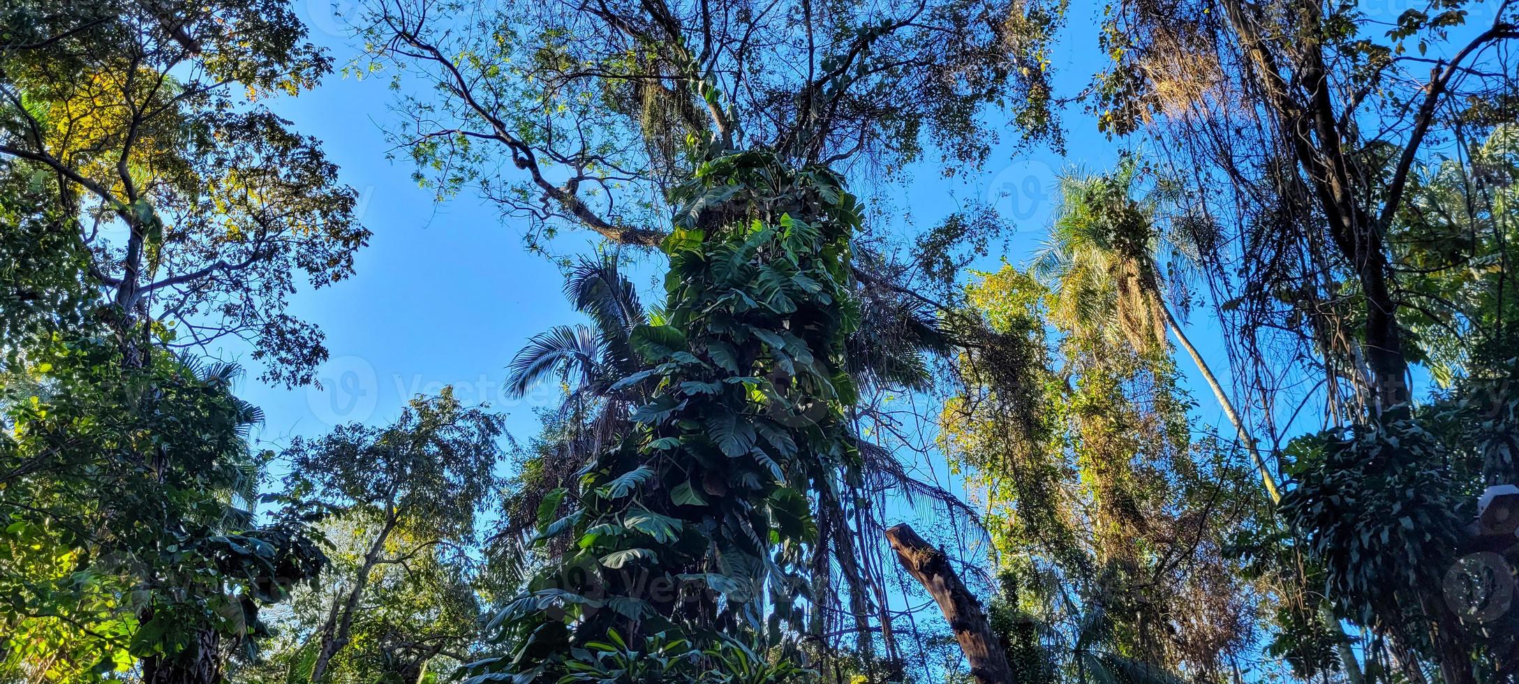 árvore tropical com folhas verdes na floresta foto