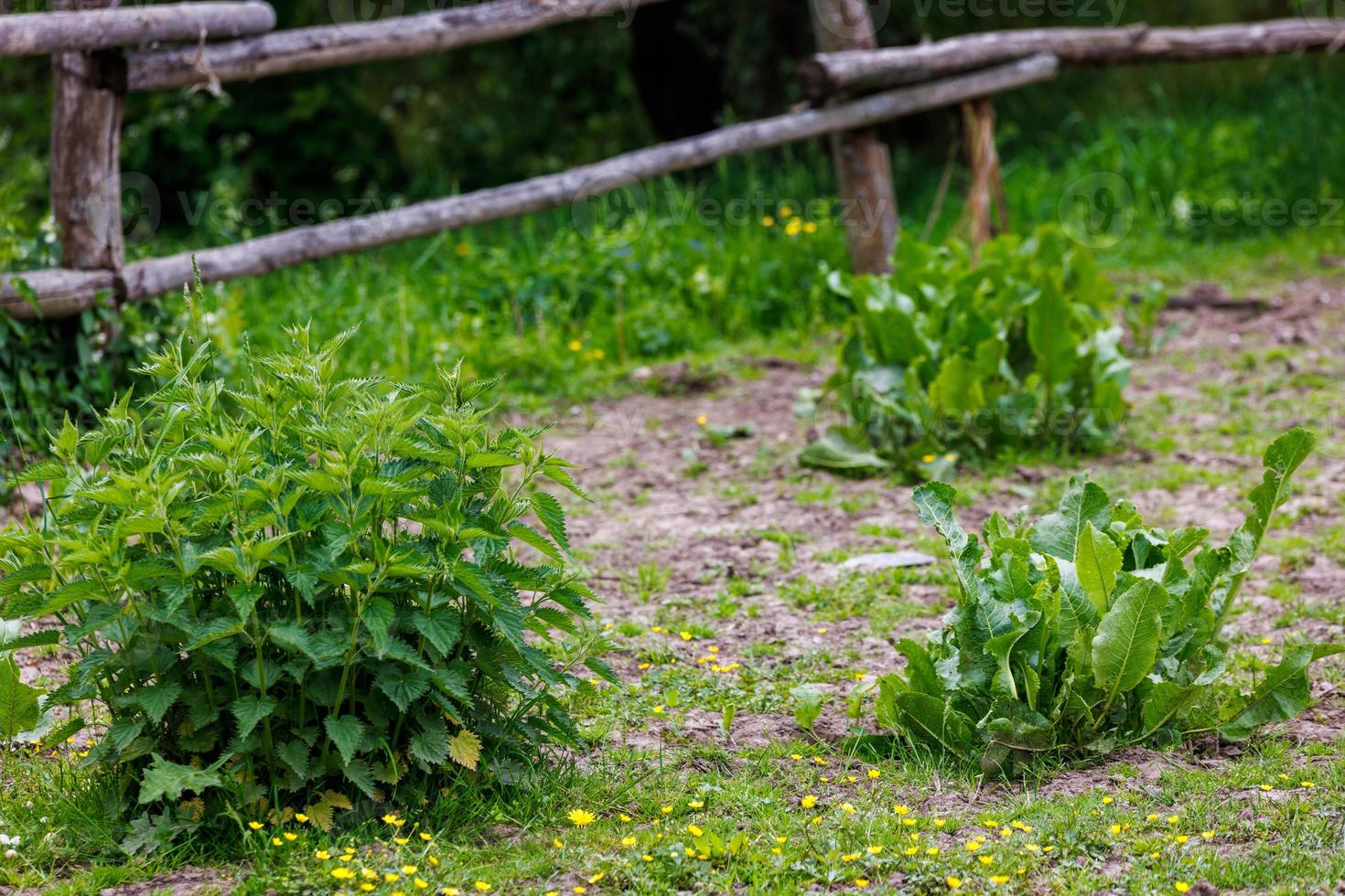 pequenos arbustos de urtiga e azedinha - urtica dioica e rumex confertus - em piquete foto