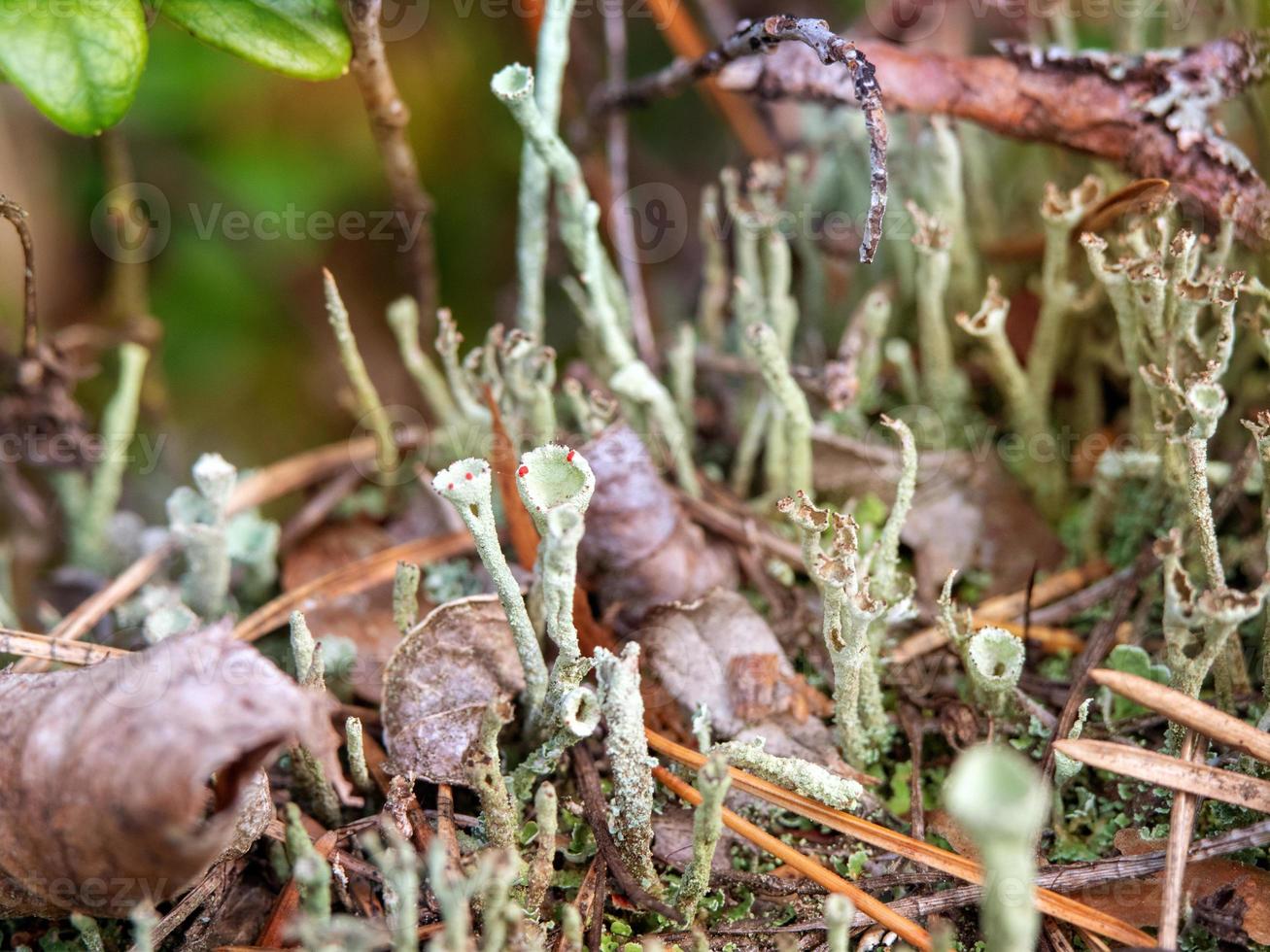 foto macro close-up de cladonia fimbriata em detalhes