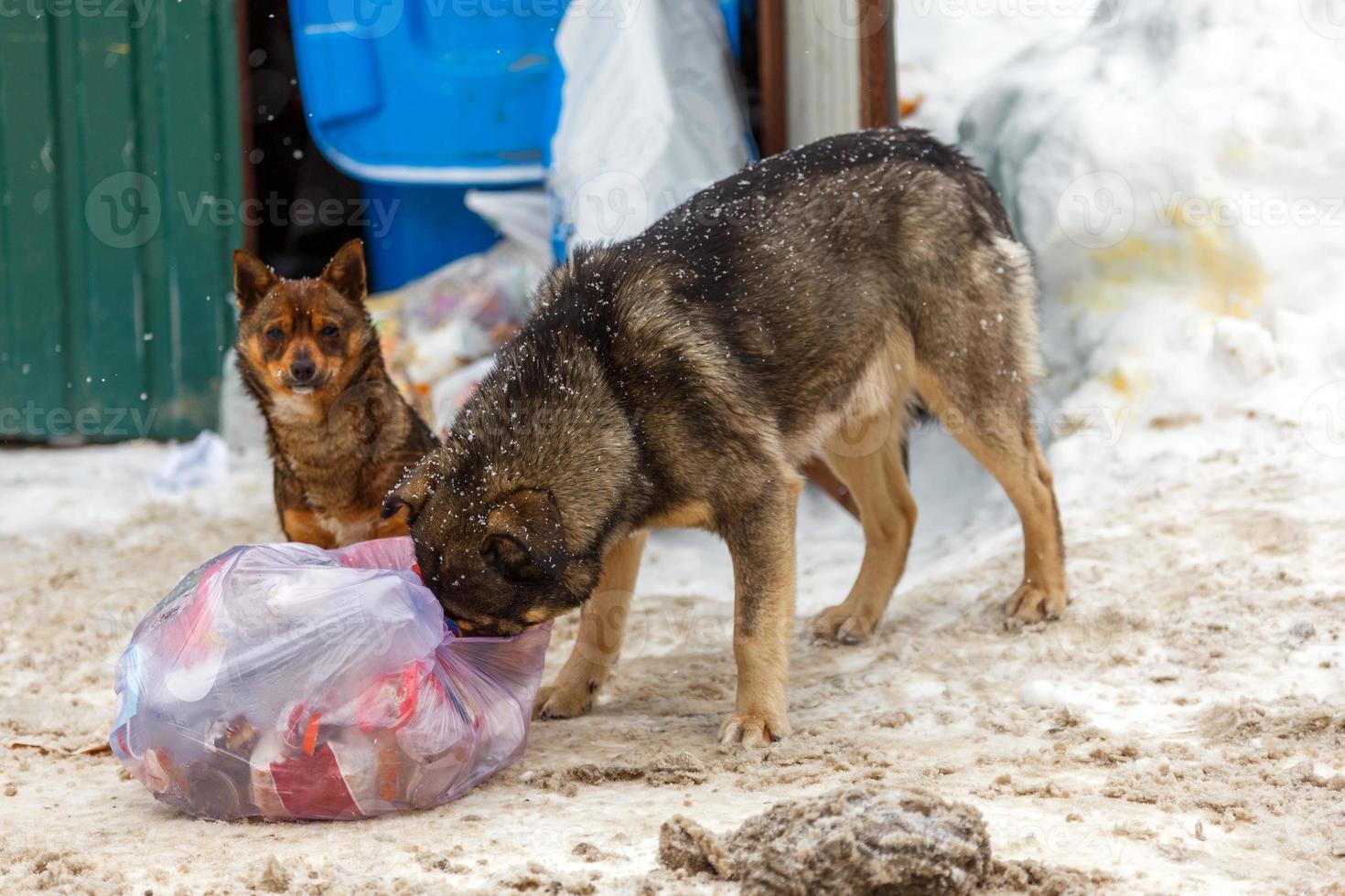 dois cães vadios levam sacos de lixo no dia de inverno sob queda de neve foto