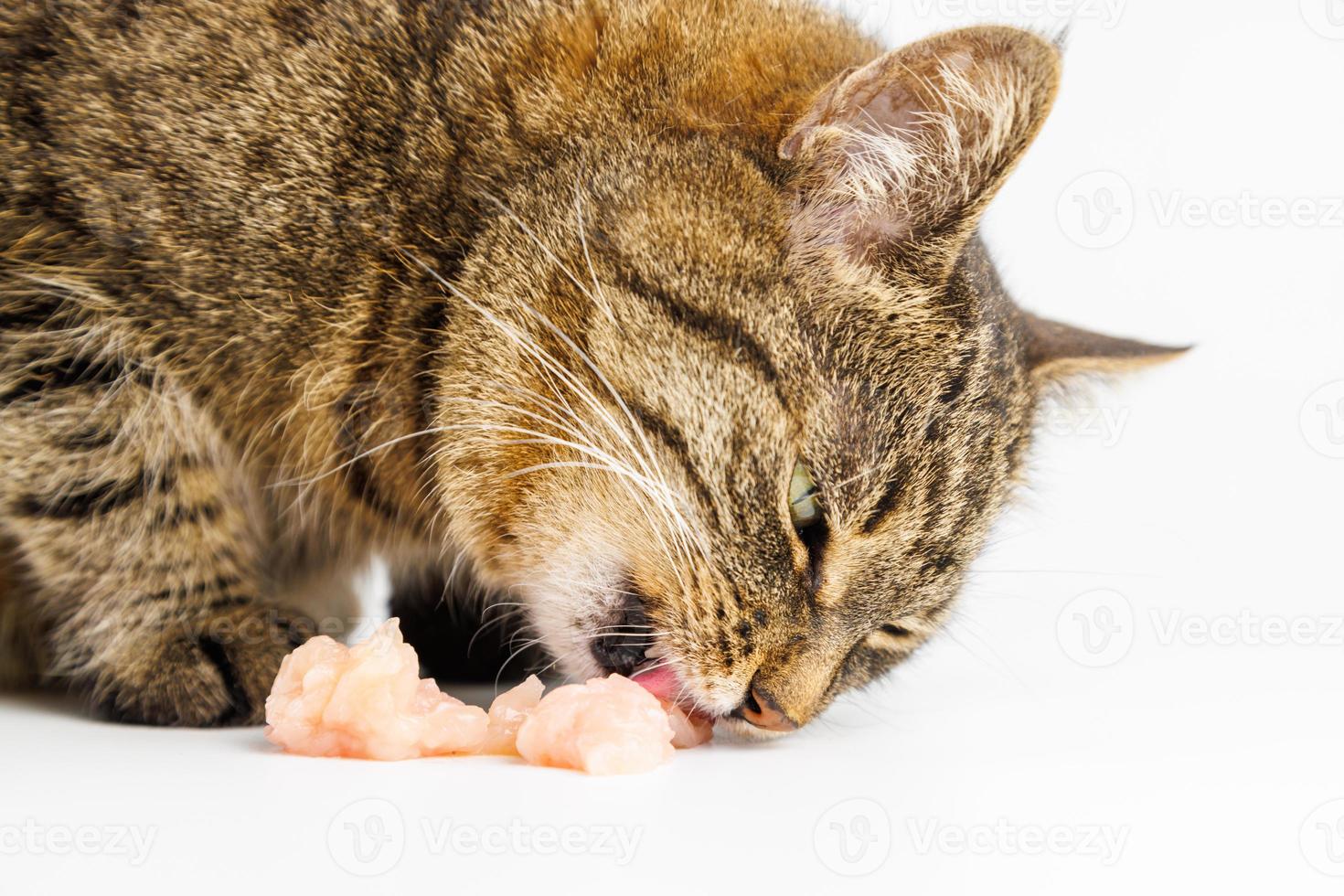gato malhado comendo carne de frango cru no fundo branco foto