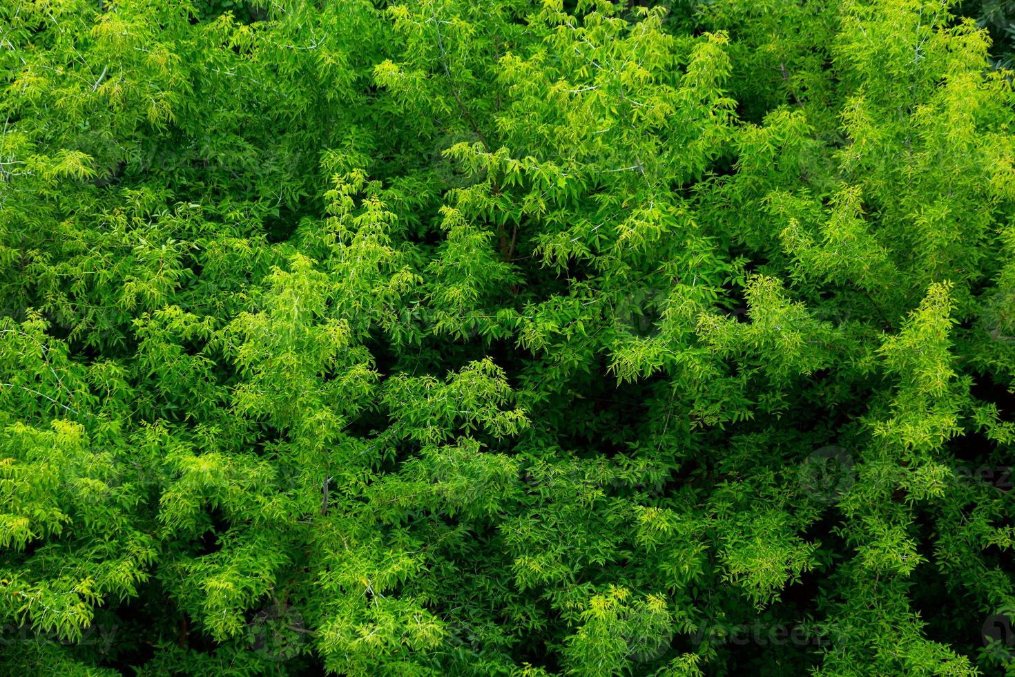 topo do fundo de padrão de folhagem sólida de floresta de freixo verde de verão foto