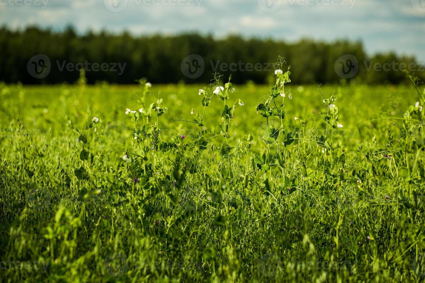 closeup de campo de ervilhas agrícolas verdes com fundo de foco seletivo e desfoque de lente foto