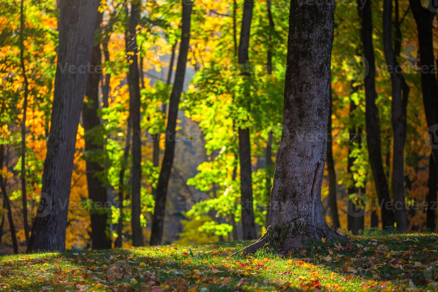 floresta de outono no fundo de foco seletivo da manhã foto