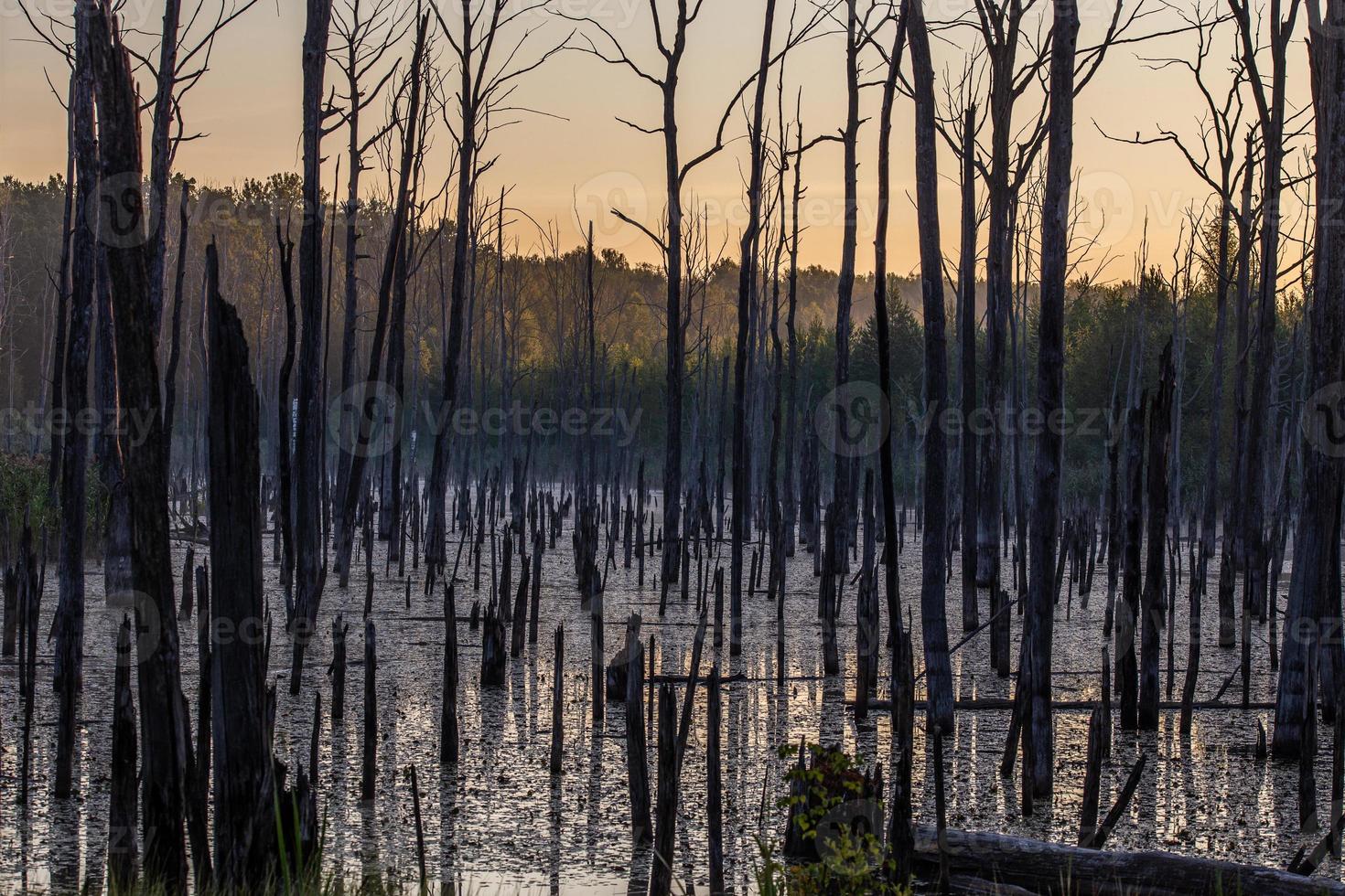 manhã cedo no pântano de verão com troncos de árvores mortas retas cinzas verticais secas foto