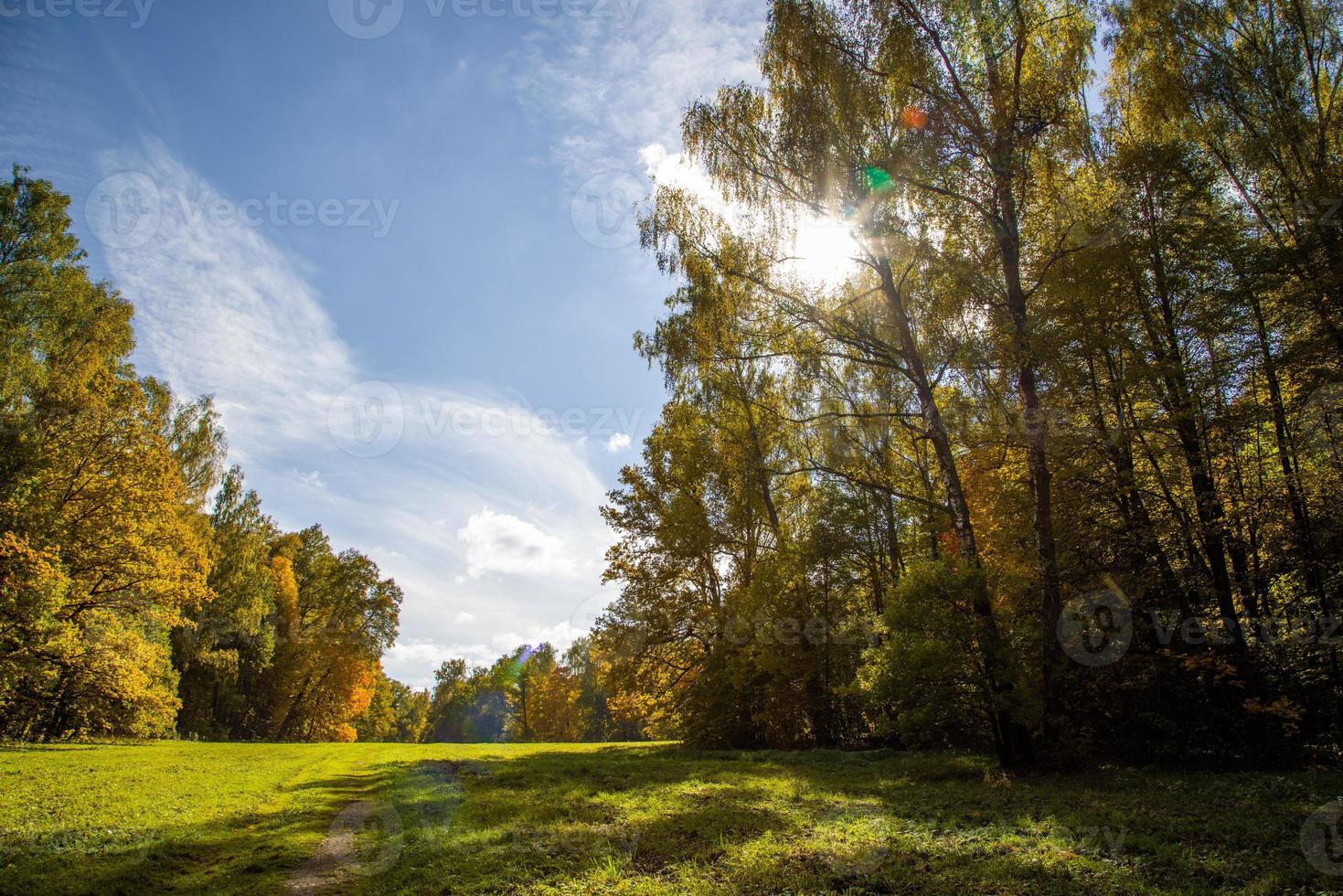 prado outonal ensolarado e floresta amarela em suas bordas foto