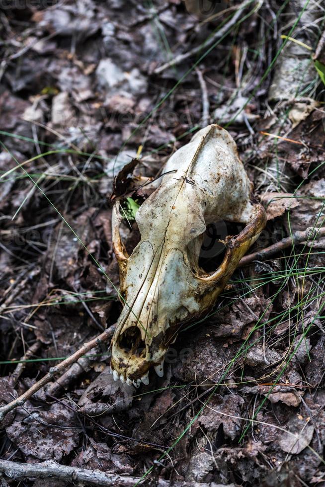 fox scull em folhas secas close-up do solo da floresta com foco seletivo e desfoque foto