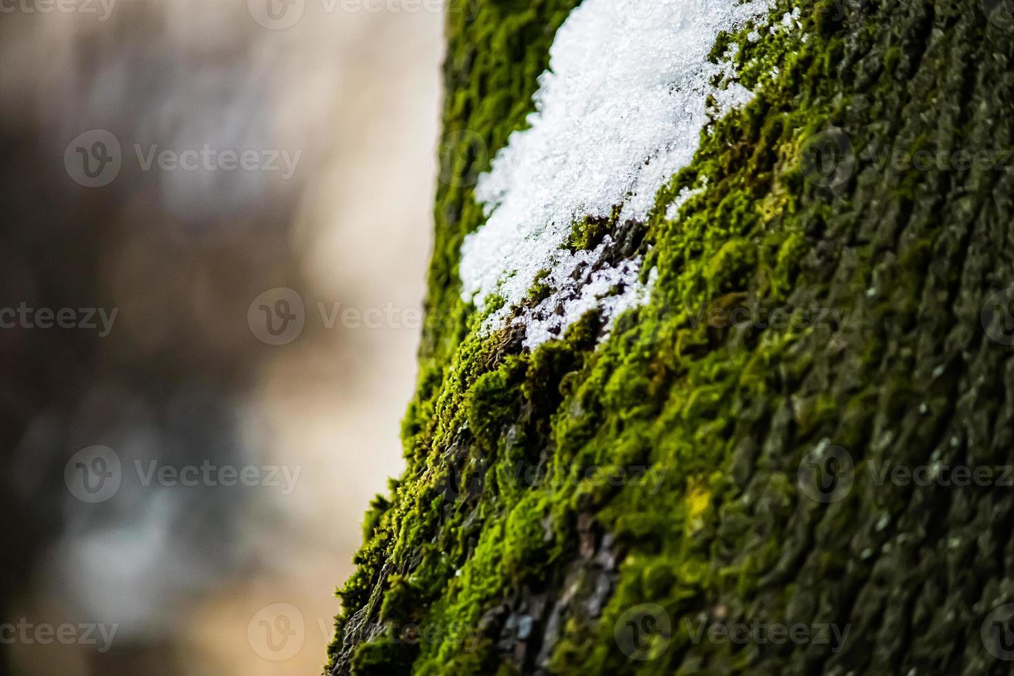 musgo verde na árvore. líquen de perto. textura da casca coberta com esfagno. foto