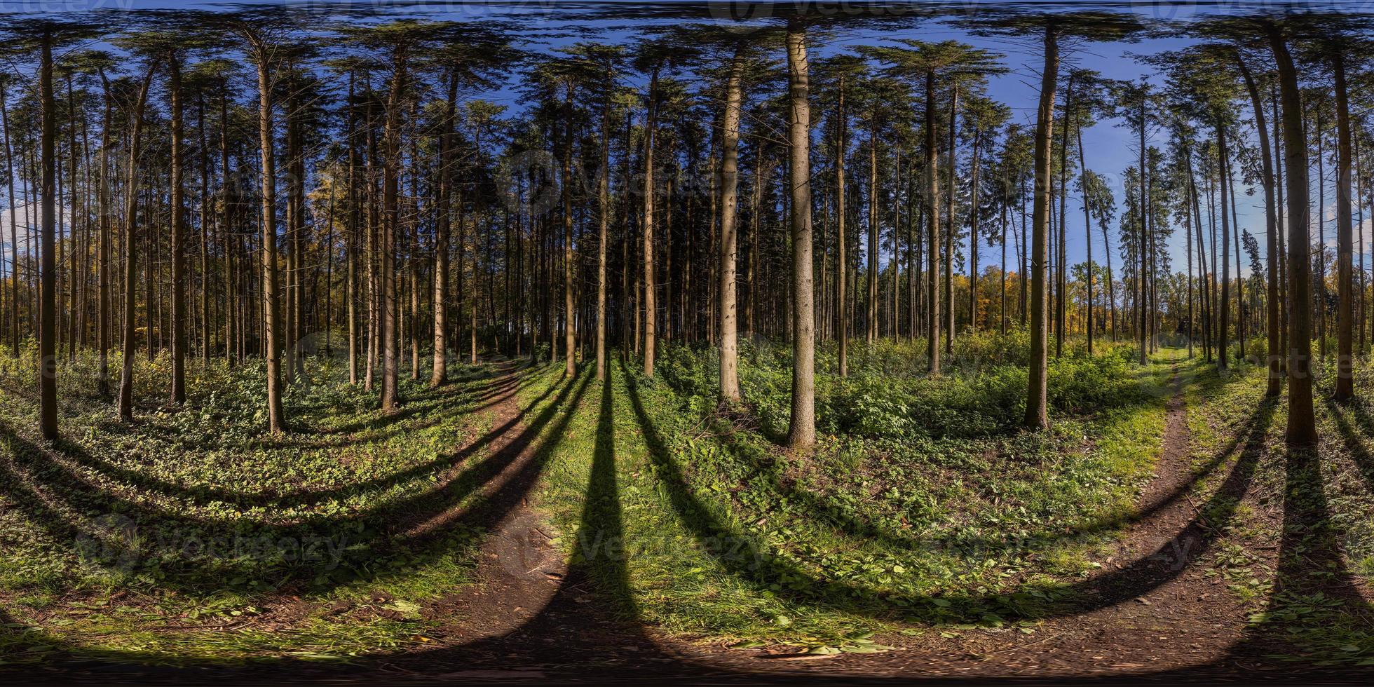 Panorama esférico de 360 por 180 graus em dia ensolarado de outono na floresta de pinheiros com céu azul. foto